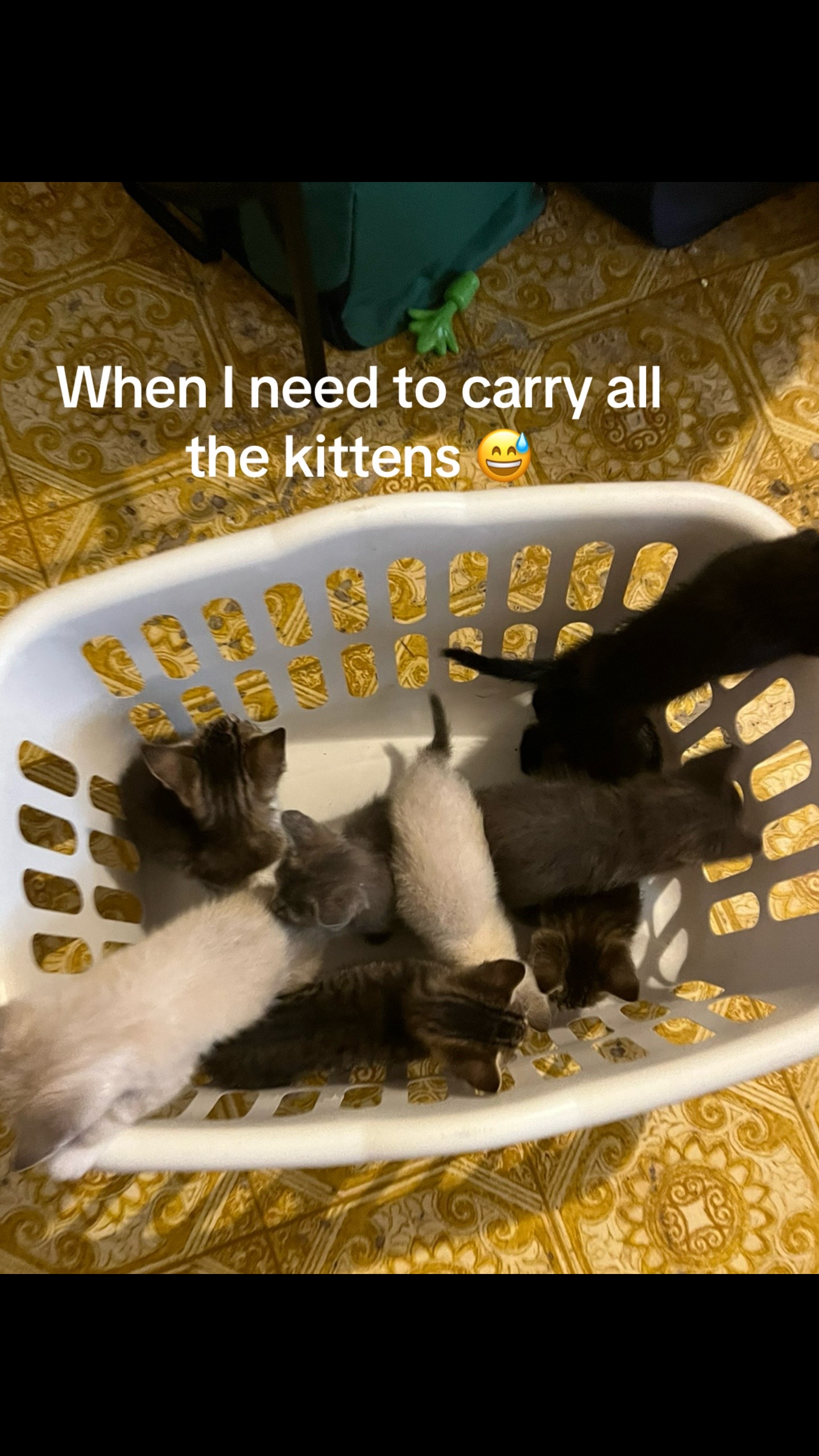 @Cats cats cats