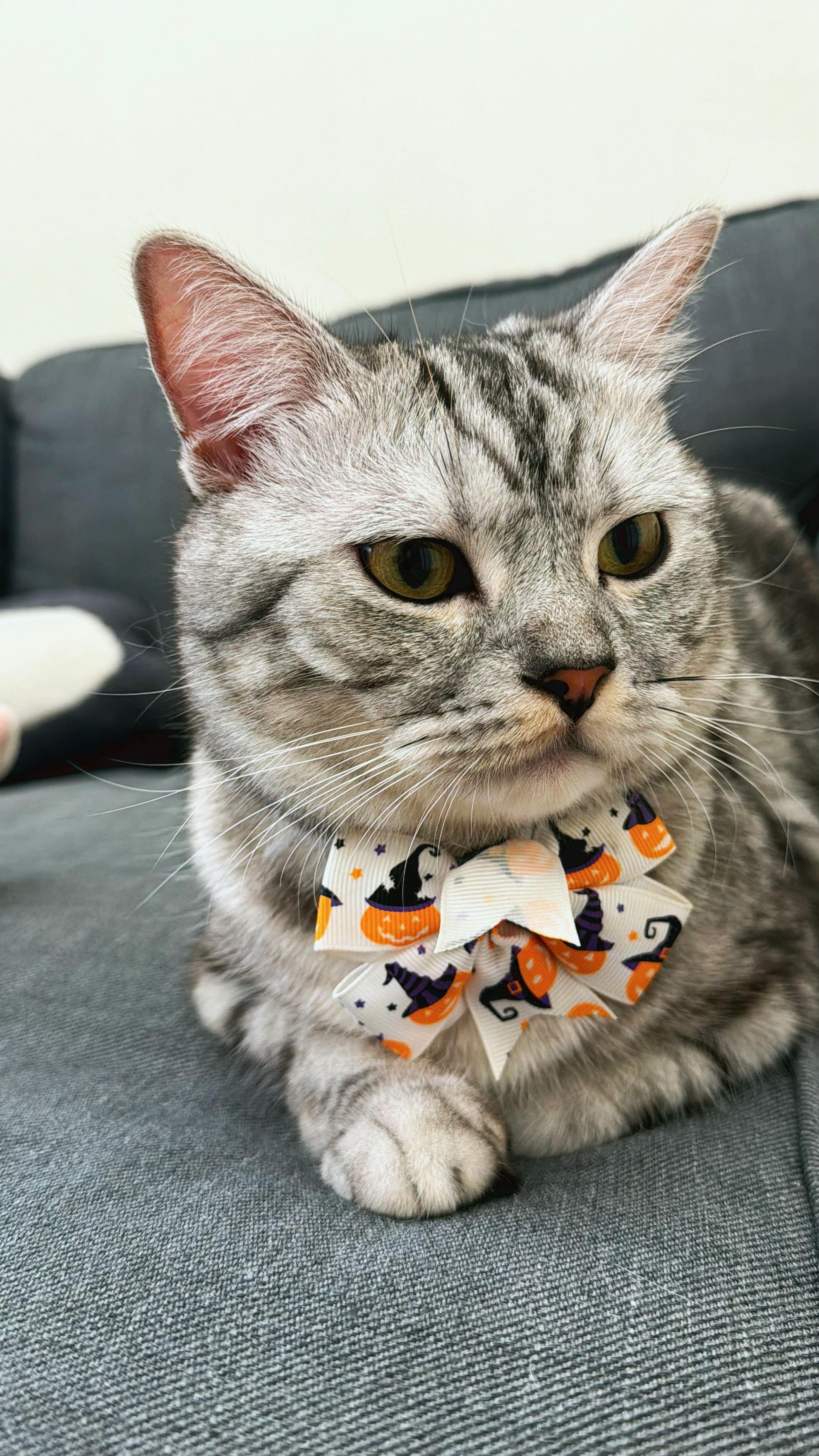 @SerenePaws🐰✨
