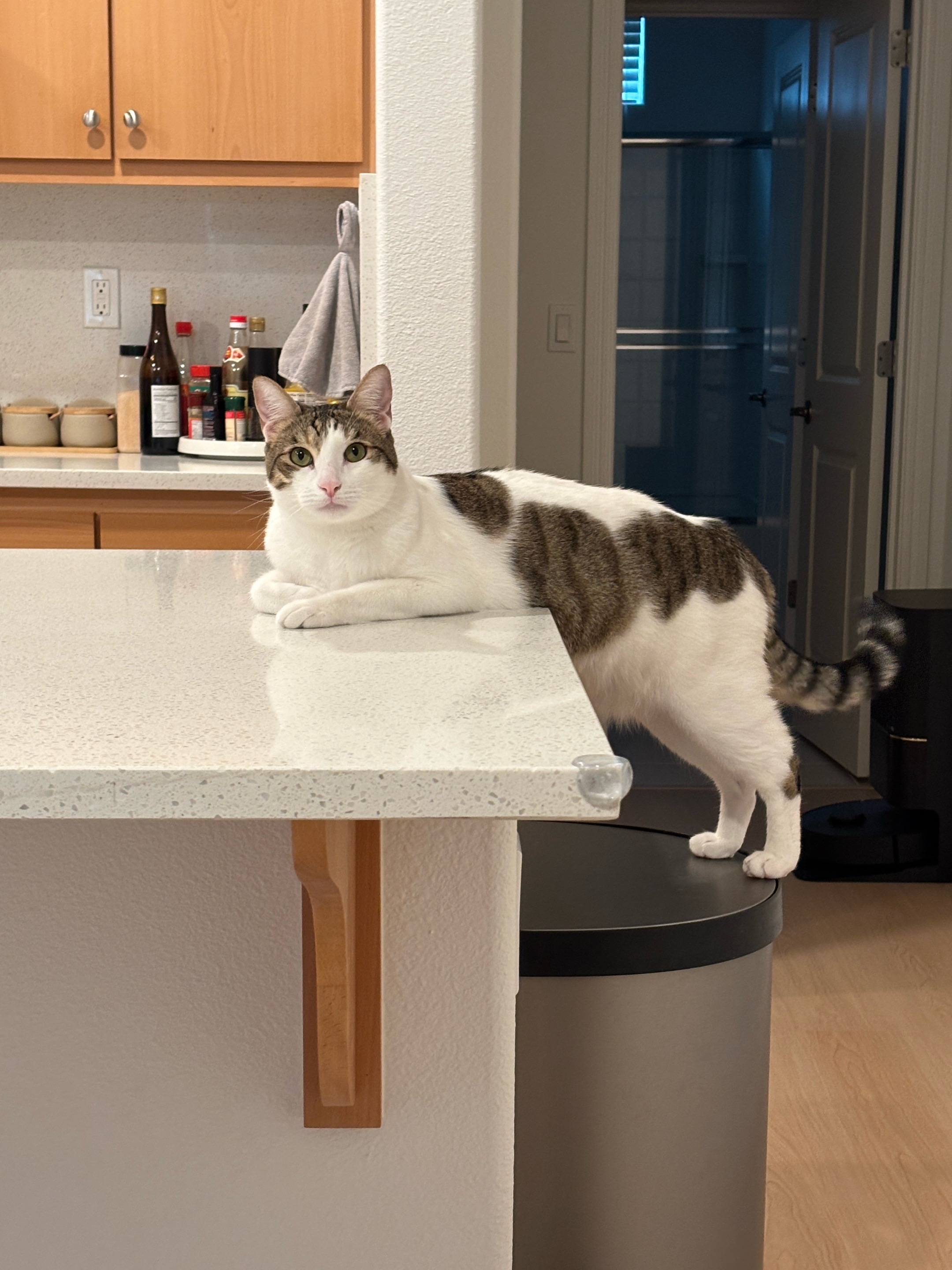 @Mimi Wawa Meow