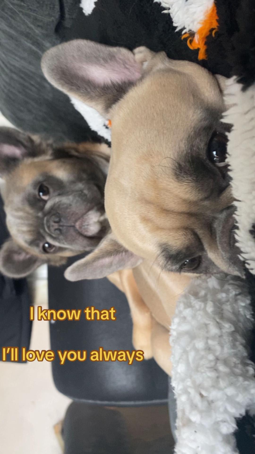 @Jessie 🐶
