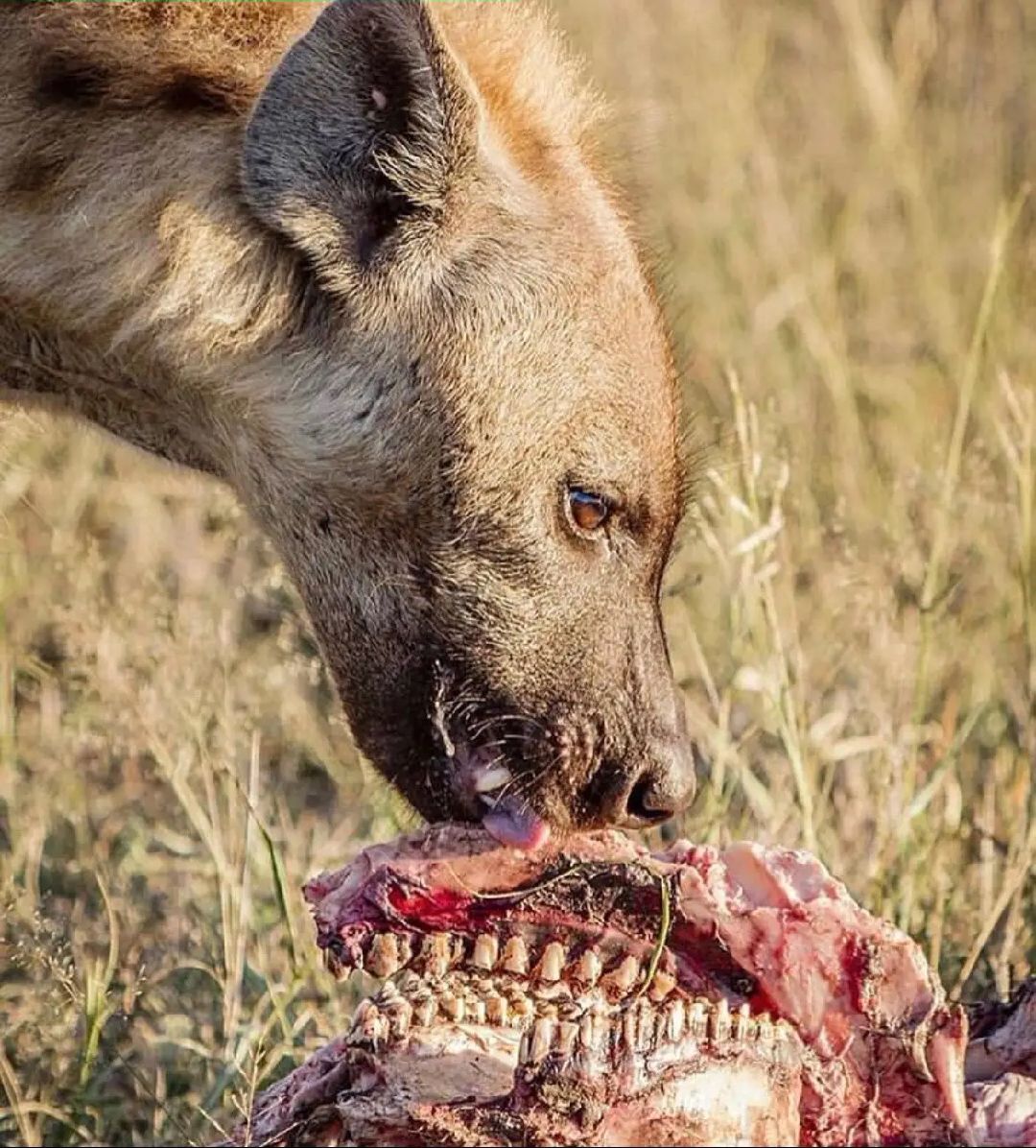 @dark_animals