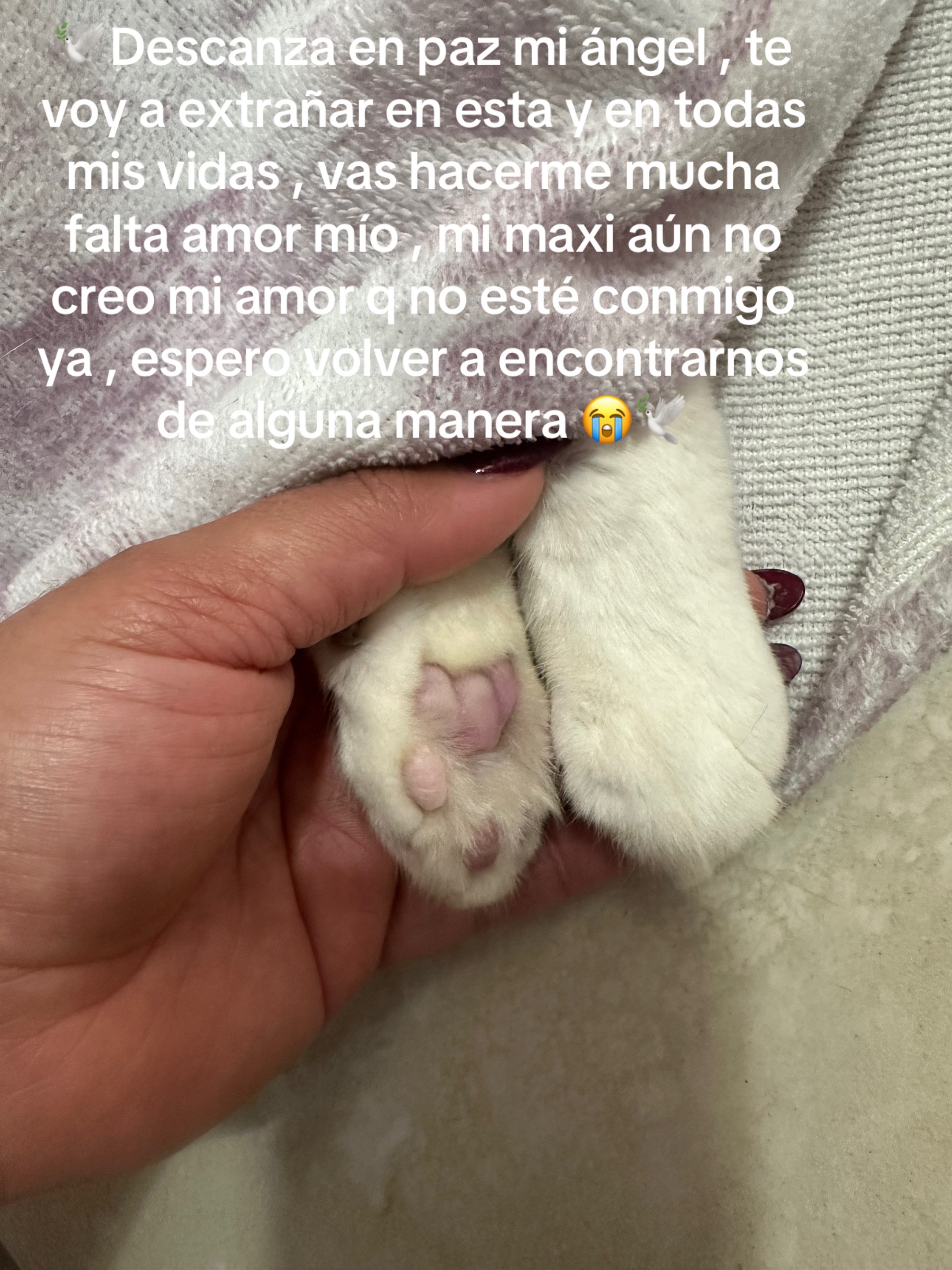 @💜🌸Madeir🌸💜