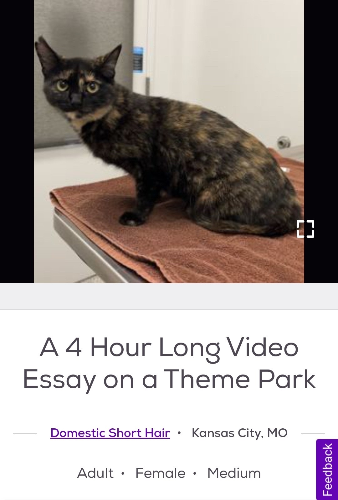 @cat memes