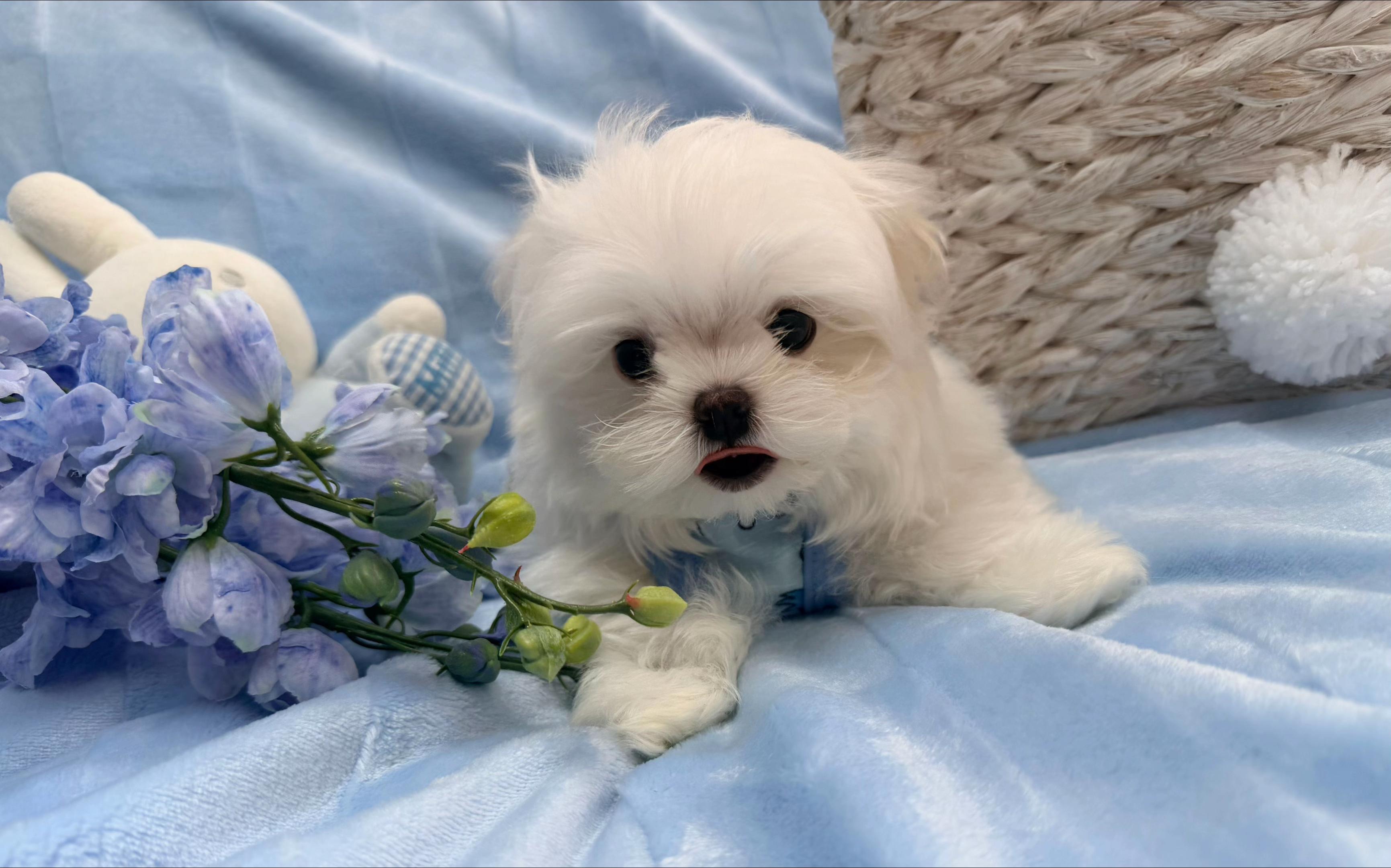 @Bambelina Maltese