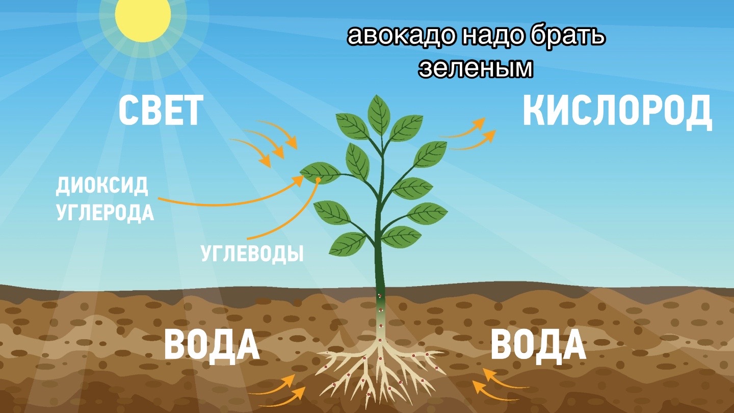 @кристина | репетитор биология