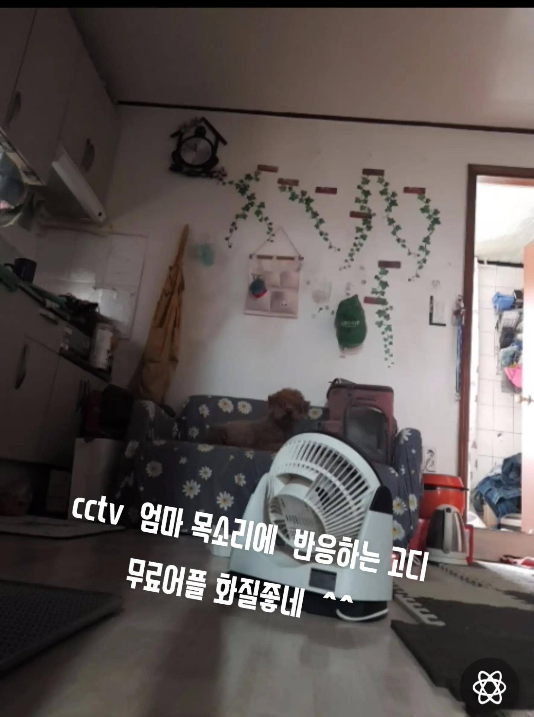 @고디 에미 요요♡