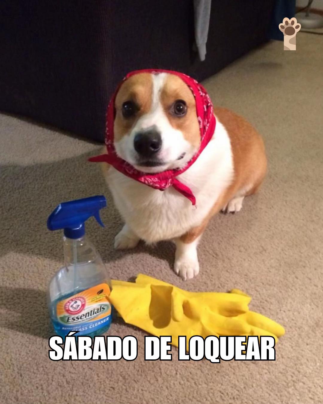 @Petlife