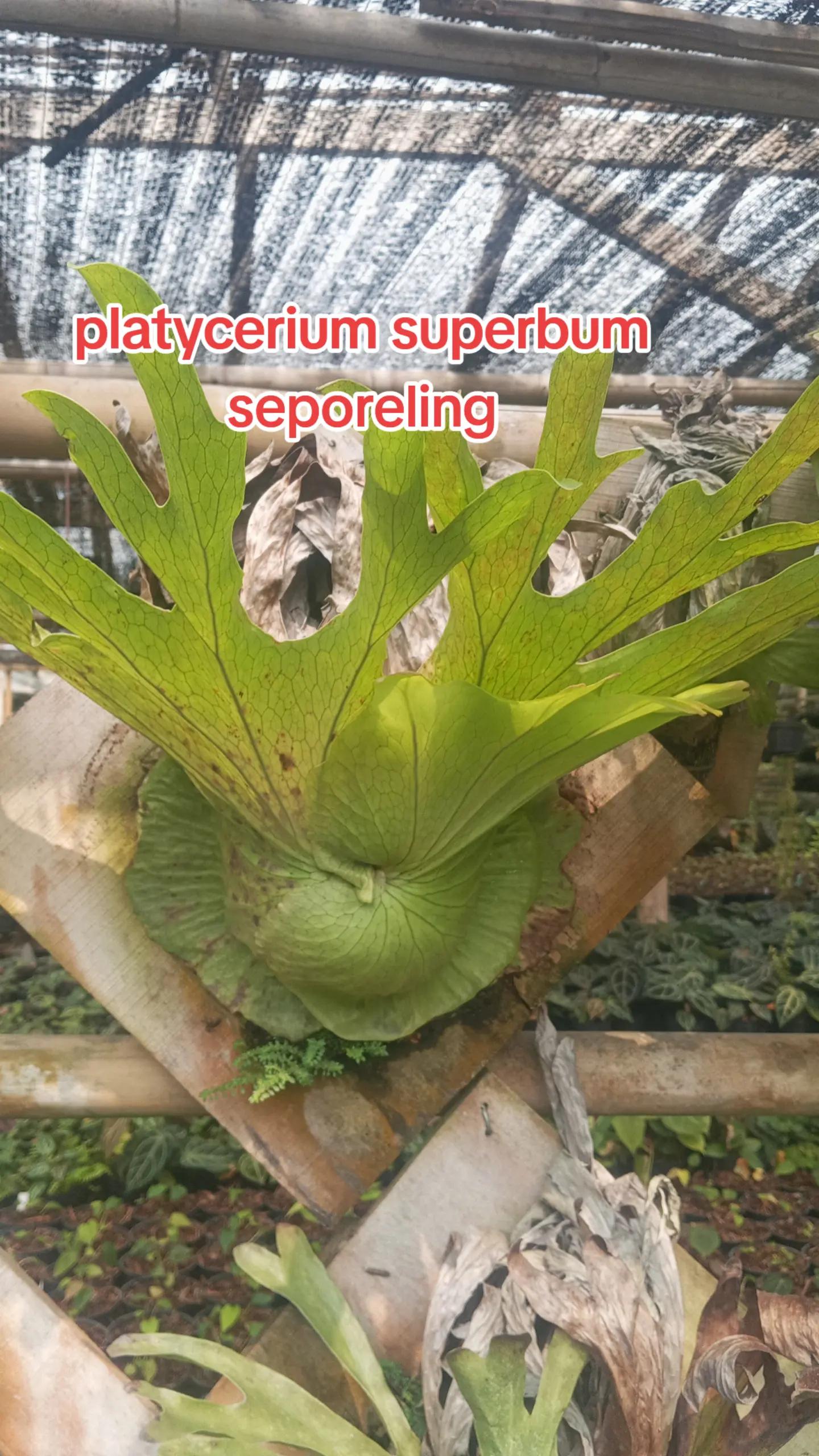 @LATANSA PLATYCERIUM NURSERY