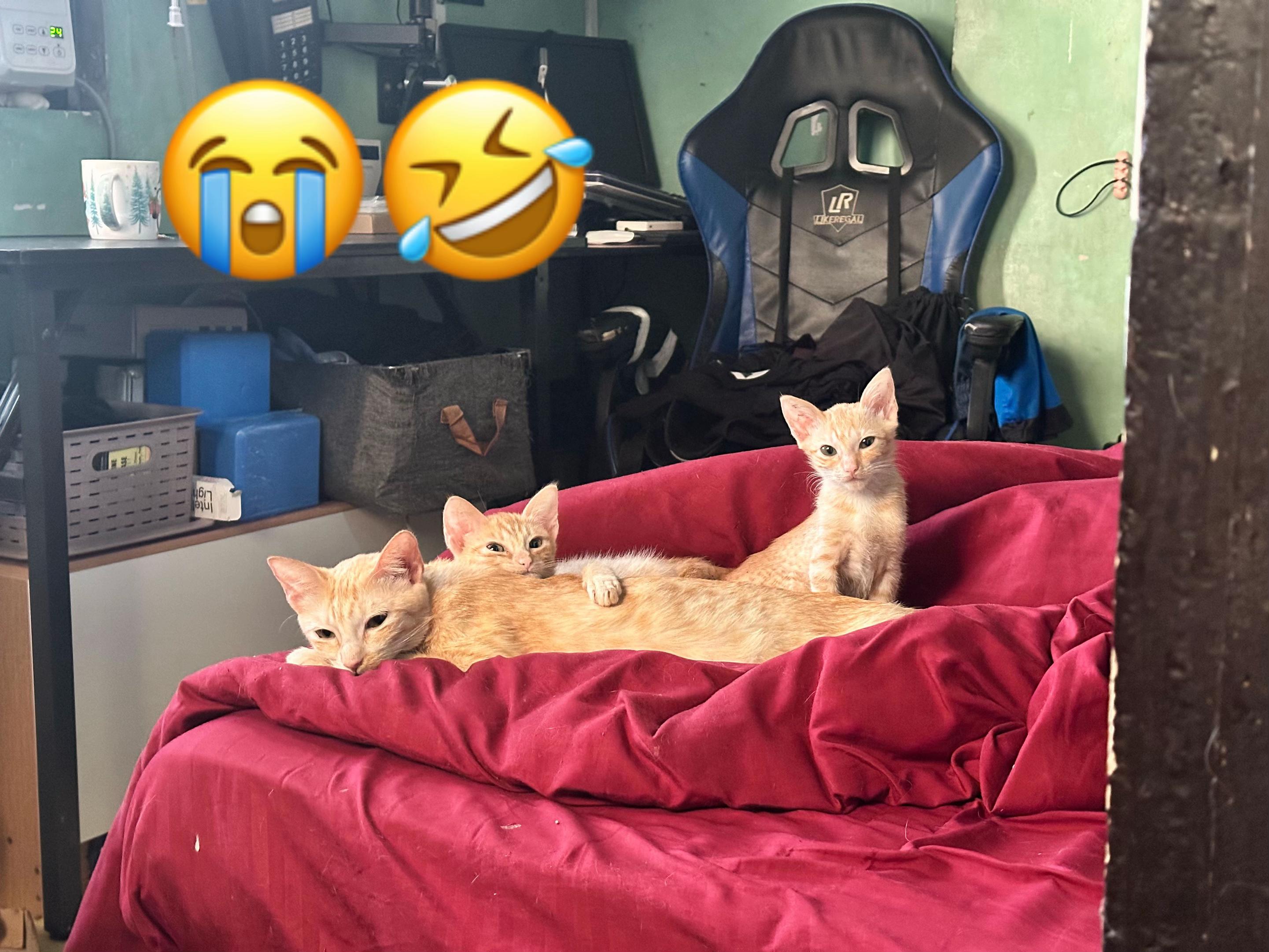 @ig : rufupufu