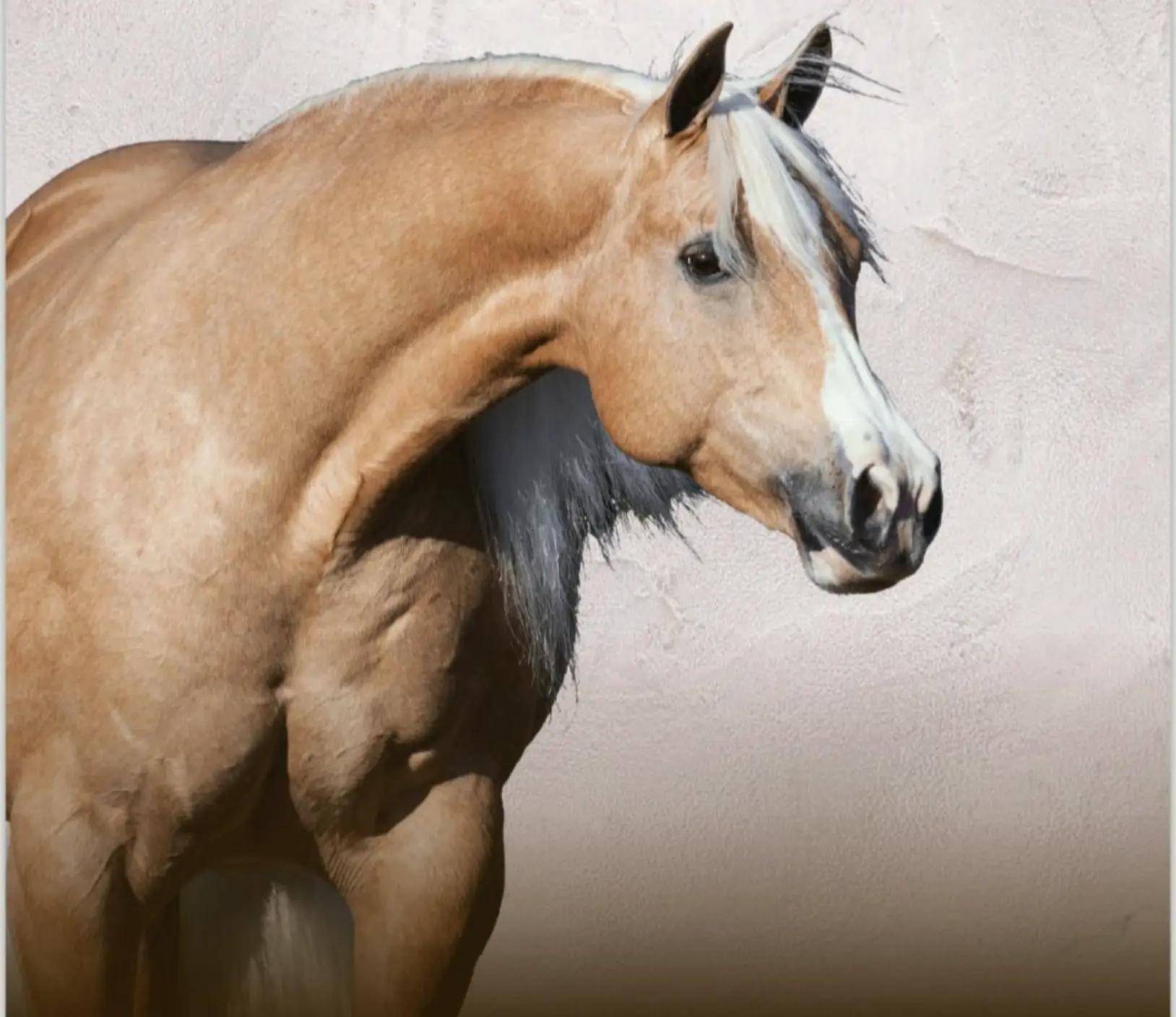 @haras amorim