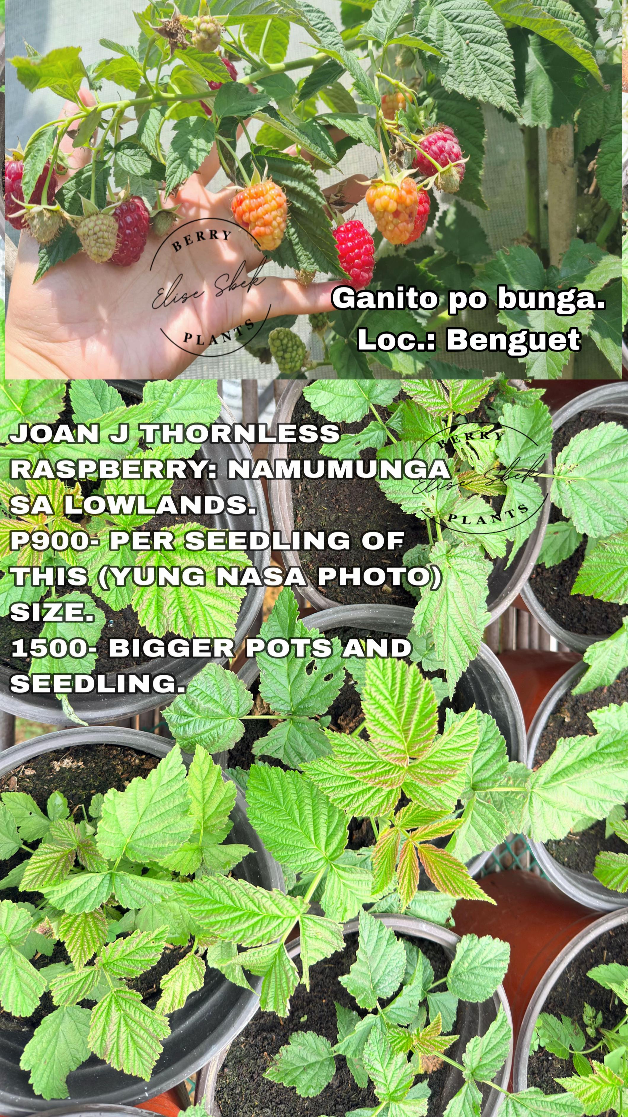 @Gardening with ELISE