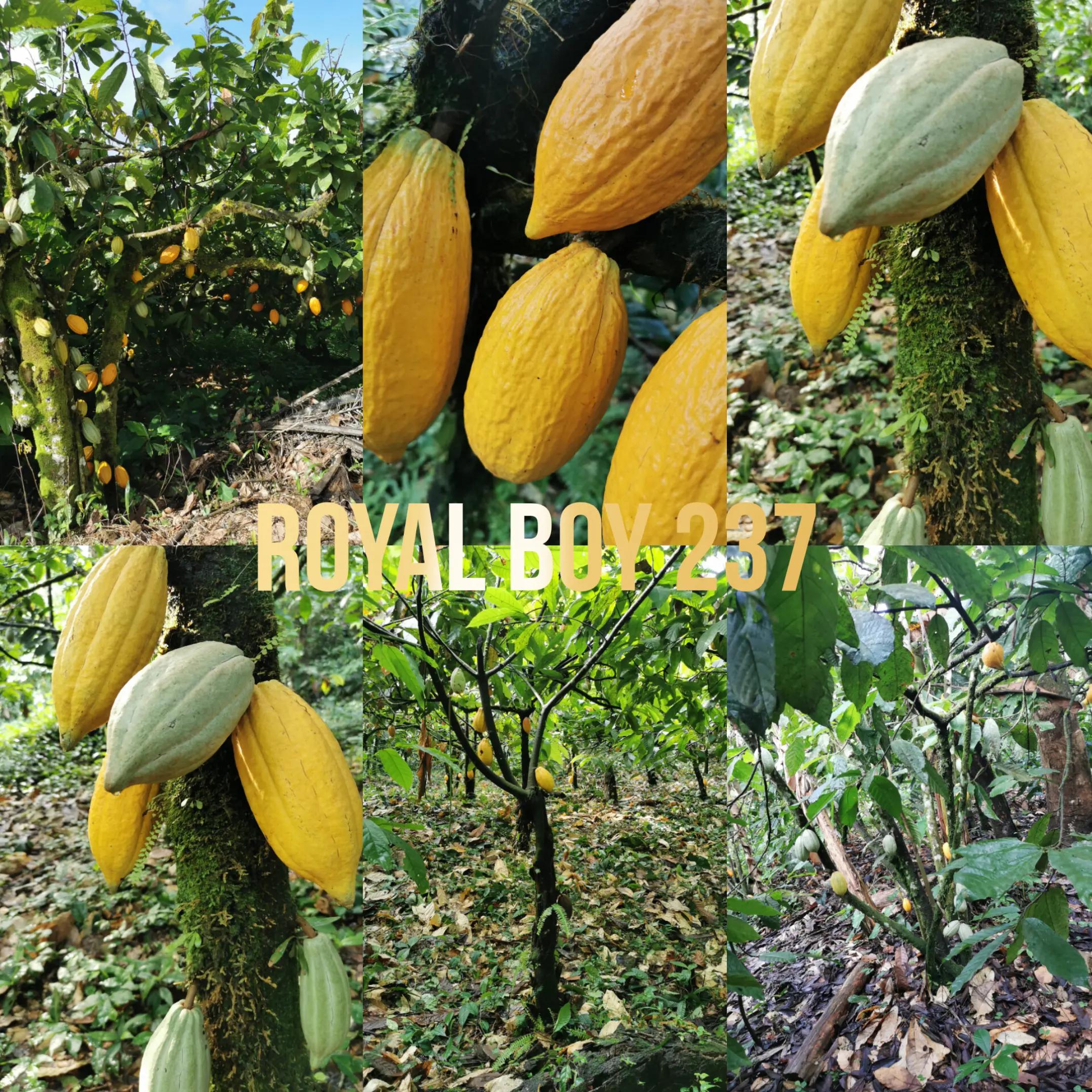@Royal Boy 237