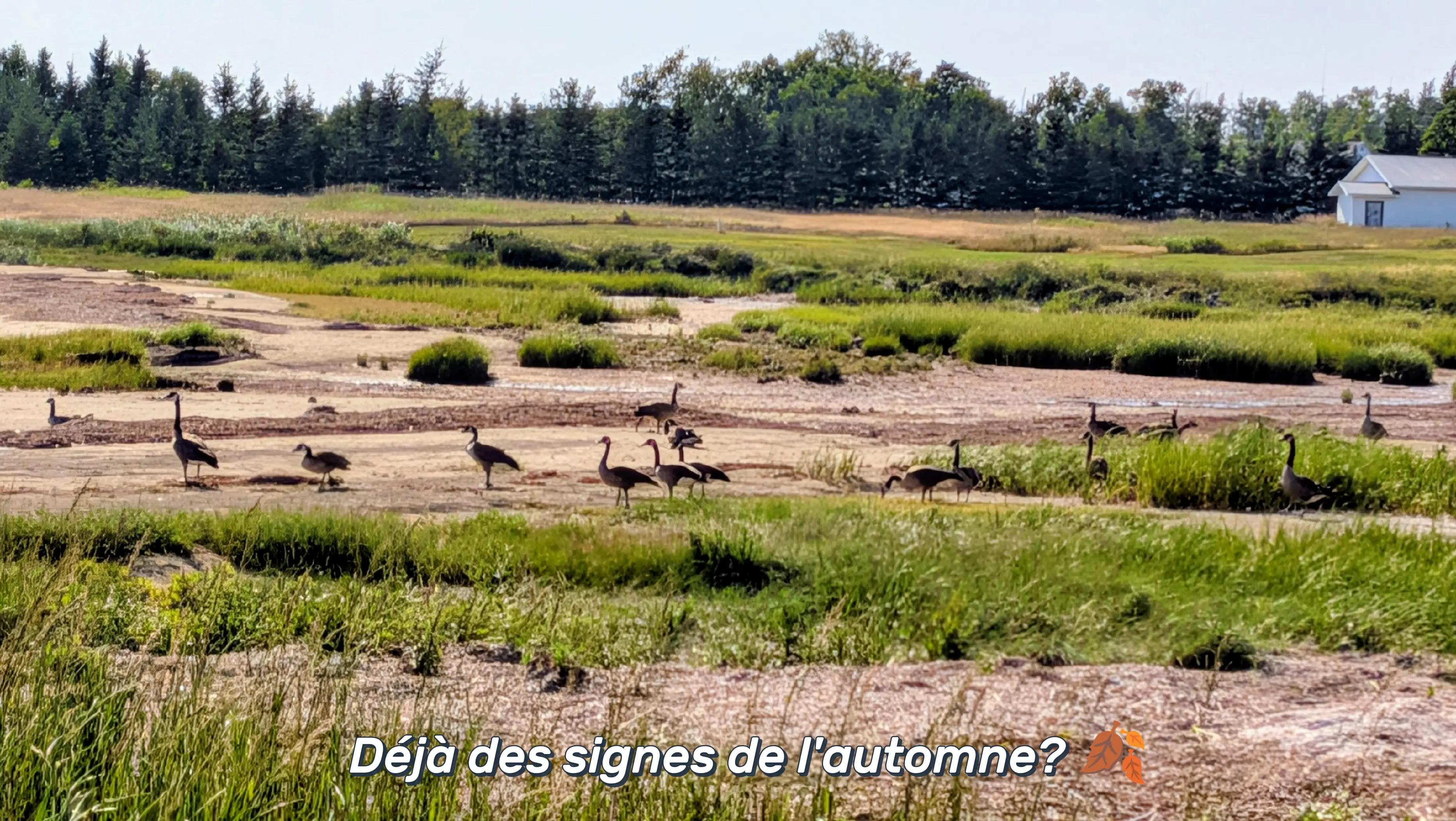 @La Fille de l'Île
