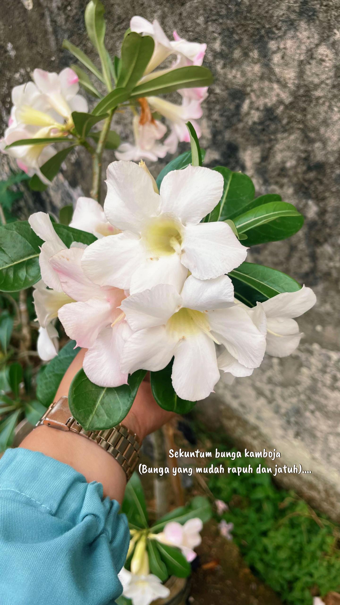 @Dewiigg