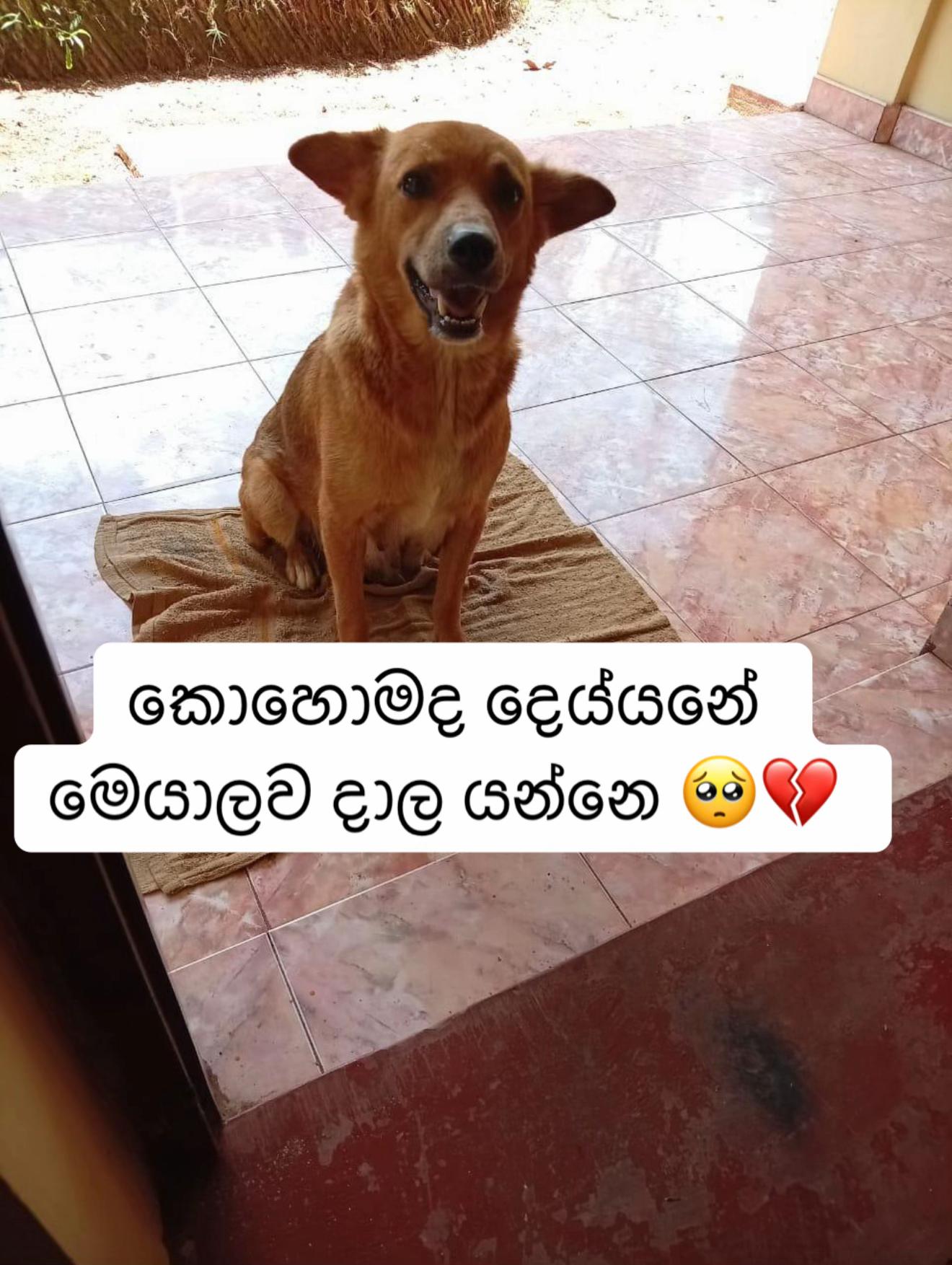 @DOG LOVERS