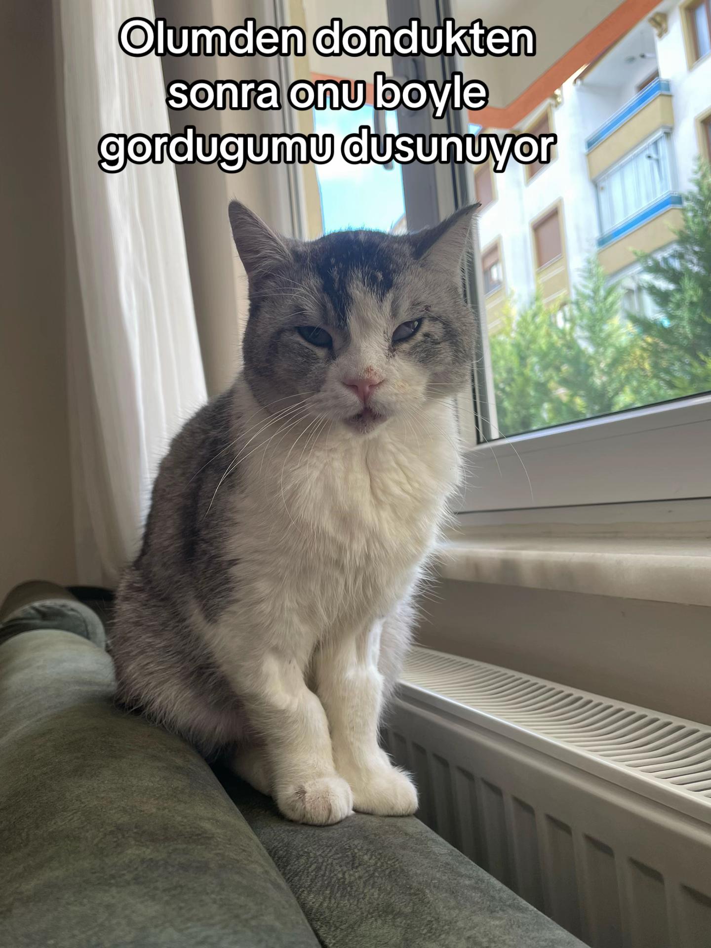 @nur🦊