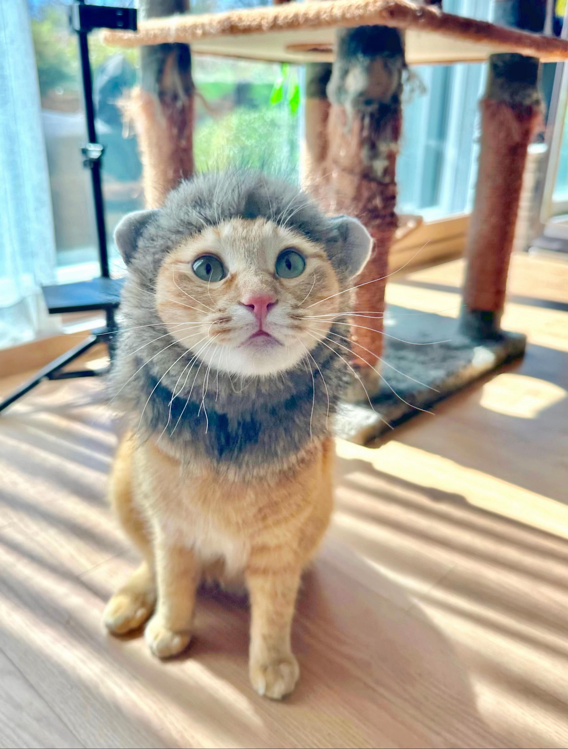@MyStrayCheese