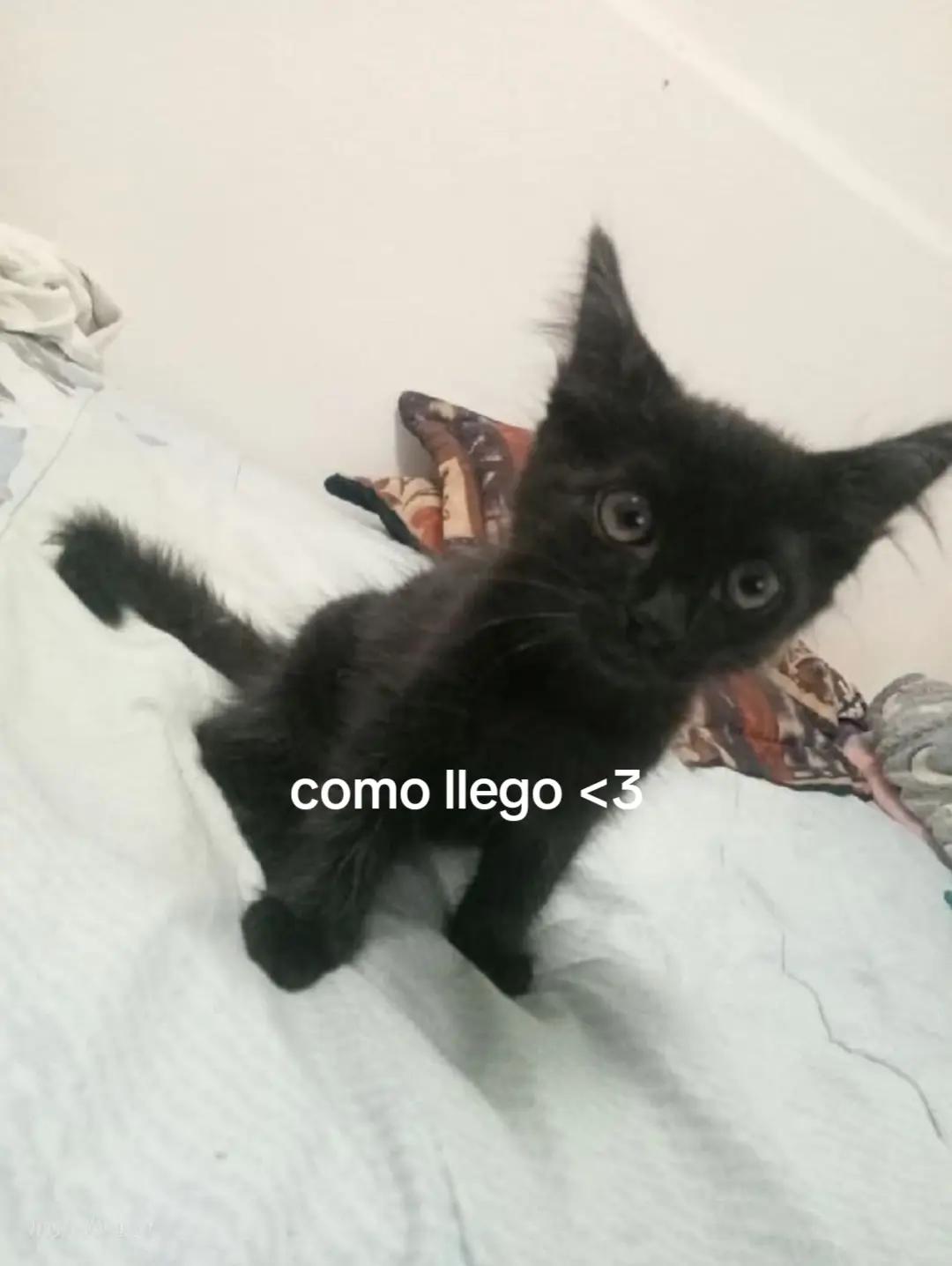 @liumsan