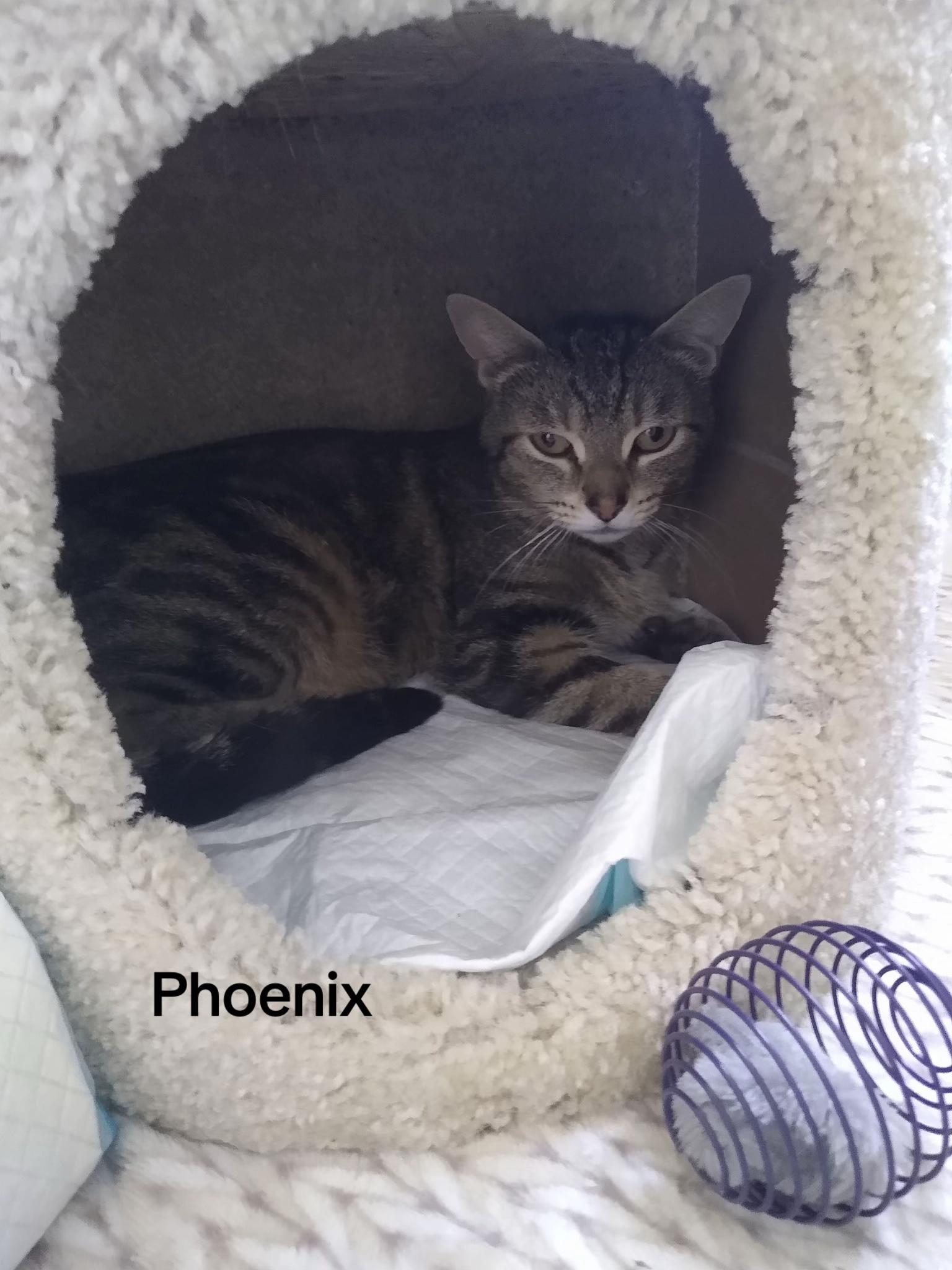 @North Toronto Cat Rescue