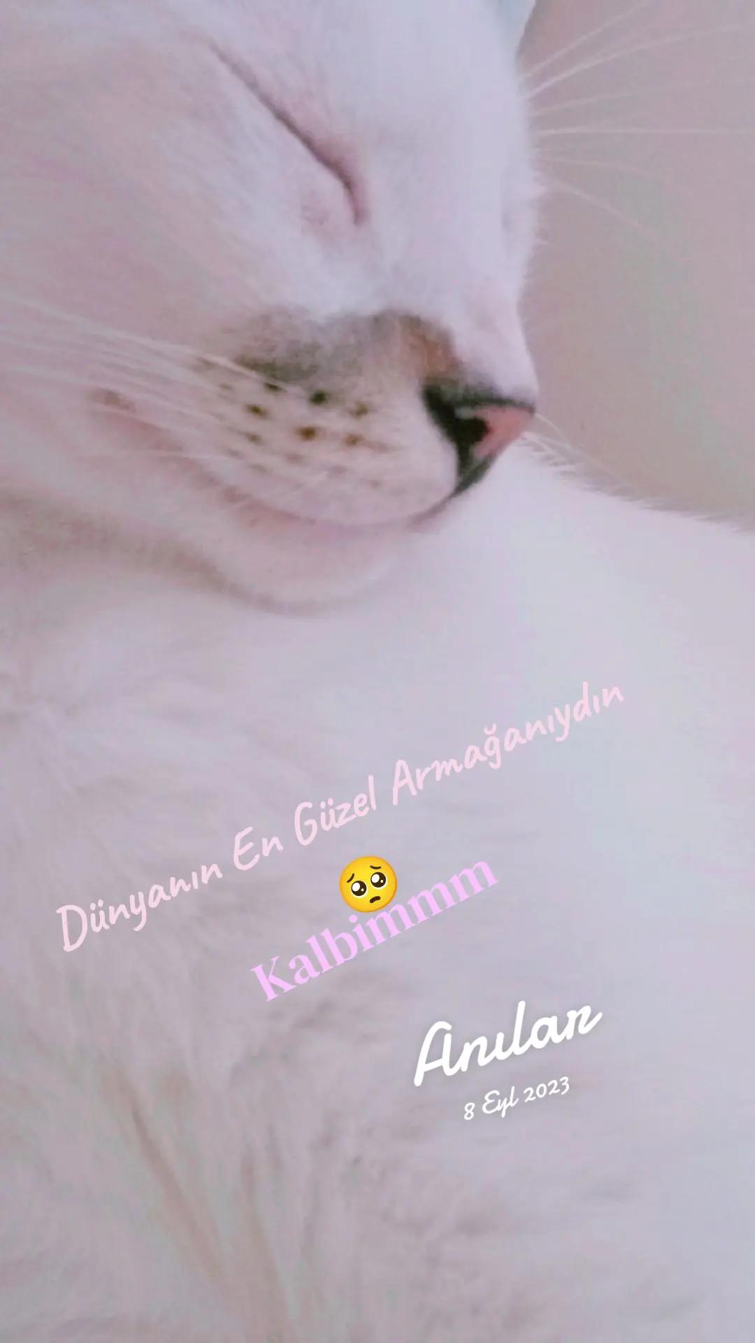 @🇦 🇾 🇱 🇮 🇳 🇭 🇦 🇳 🇩 🇪