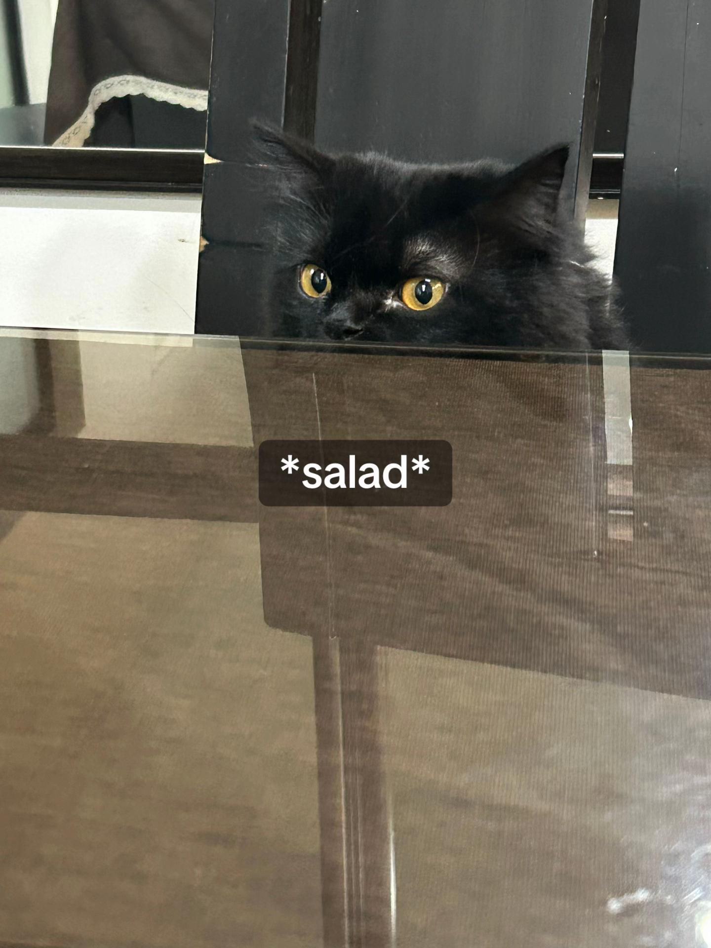 @˚ ༘♡ ·˚꒰ 🌟🐈⬛🍎🐰꒱ ₊*”