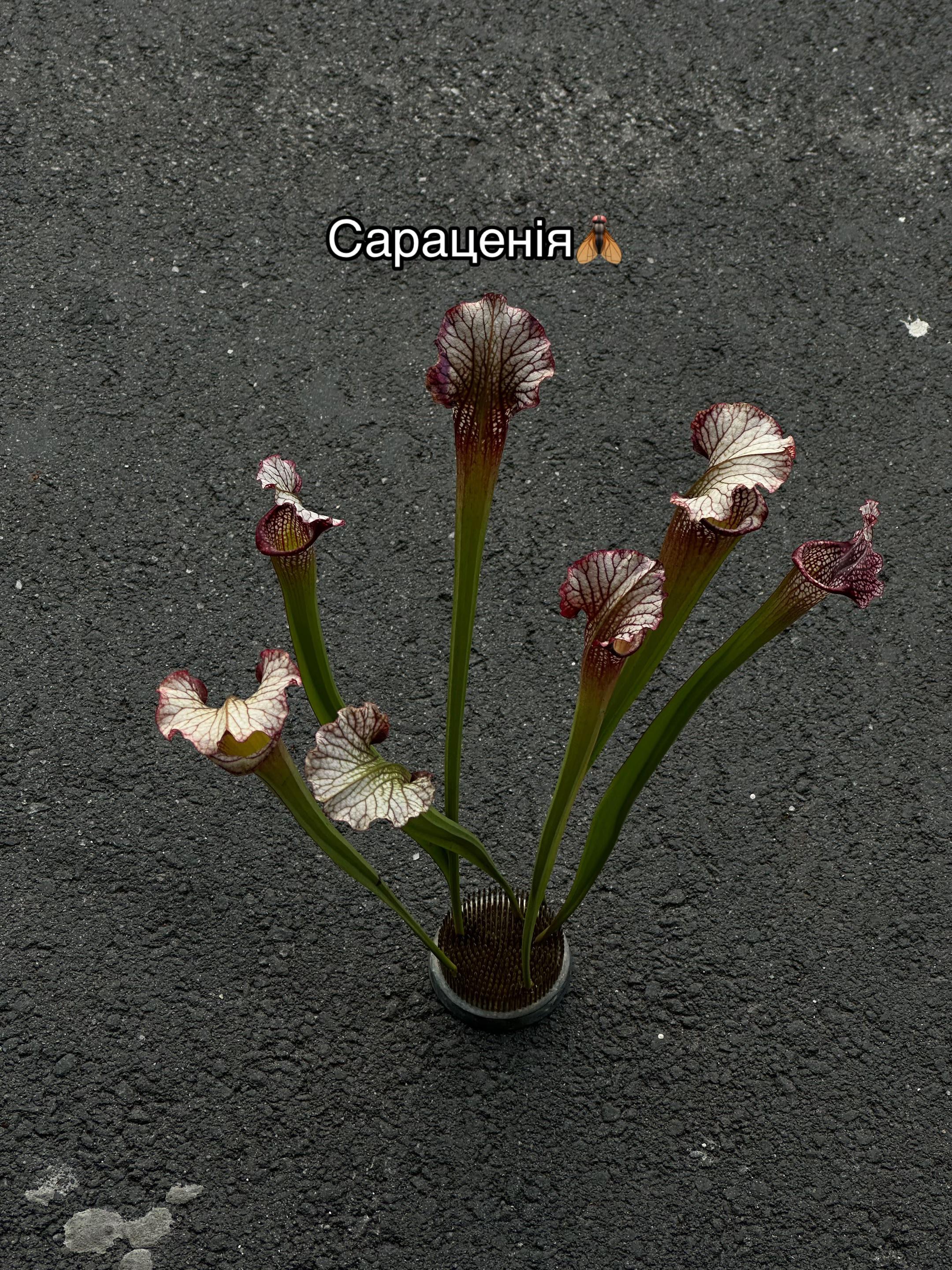 @gardenist.concept