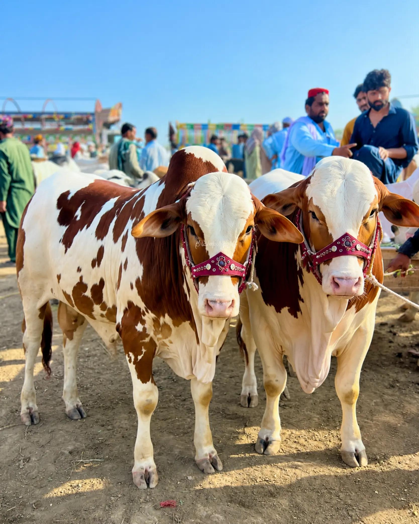 @Larkana Cattle Farm