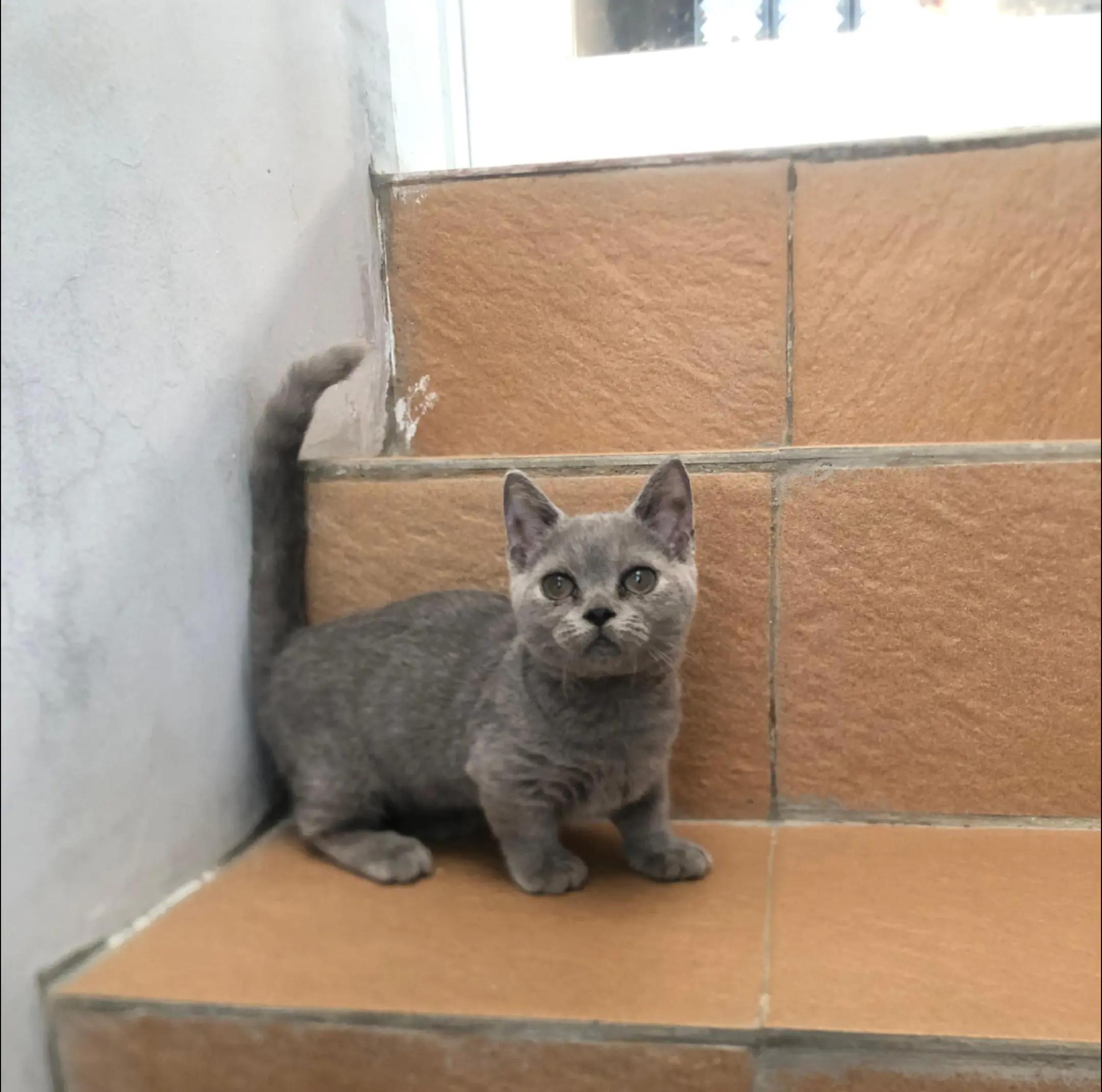 @Bemo Catshop