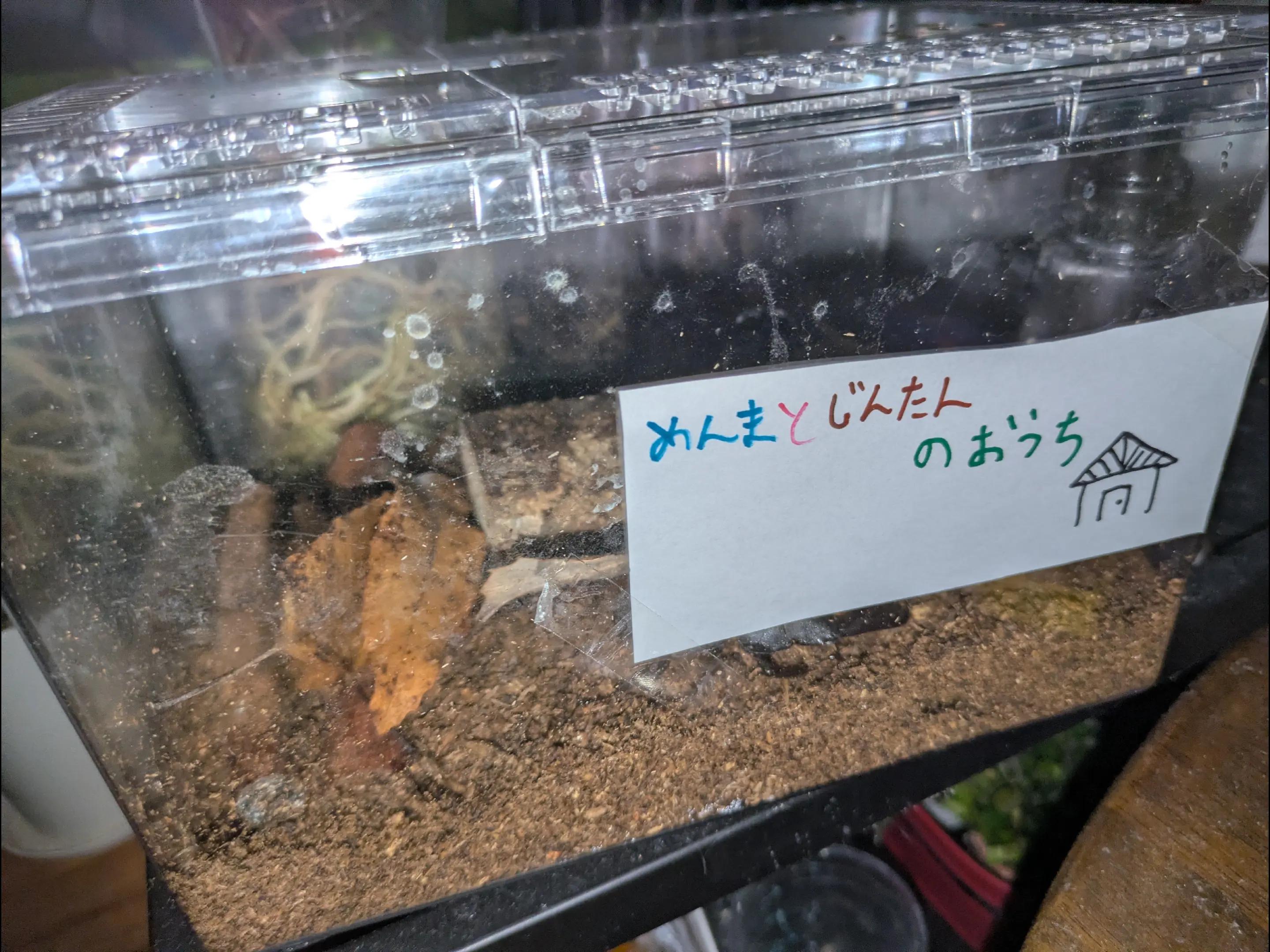 @コハク