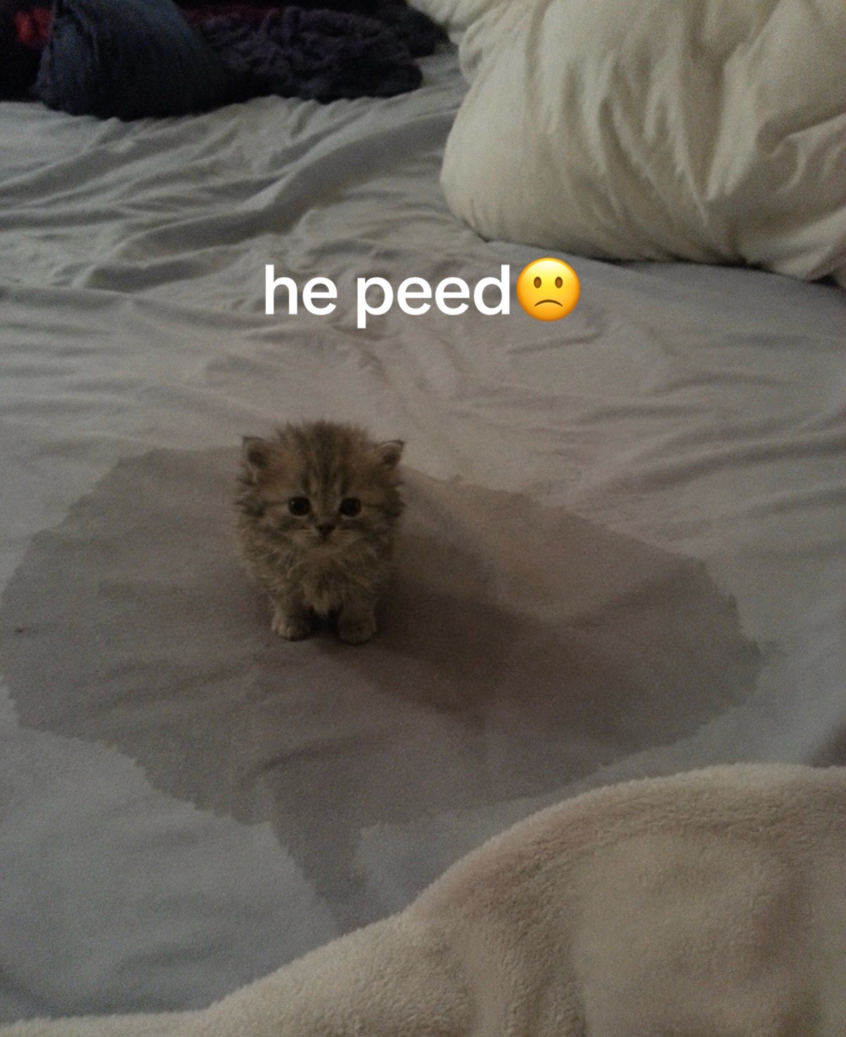 @cat memes