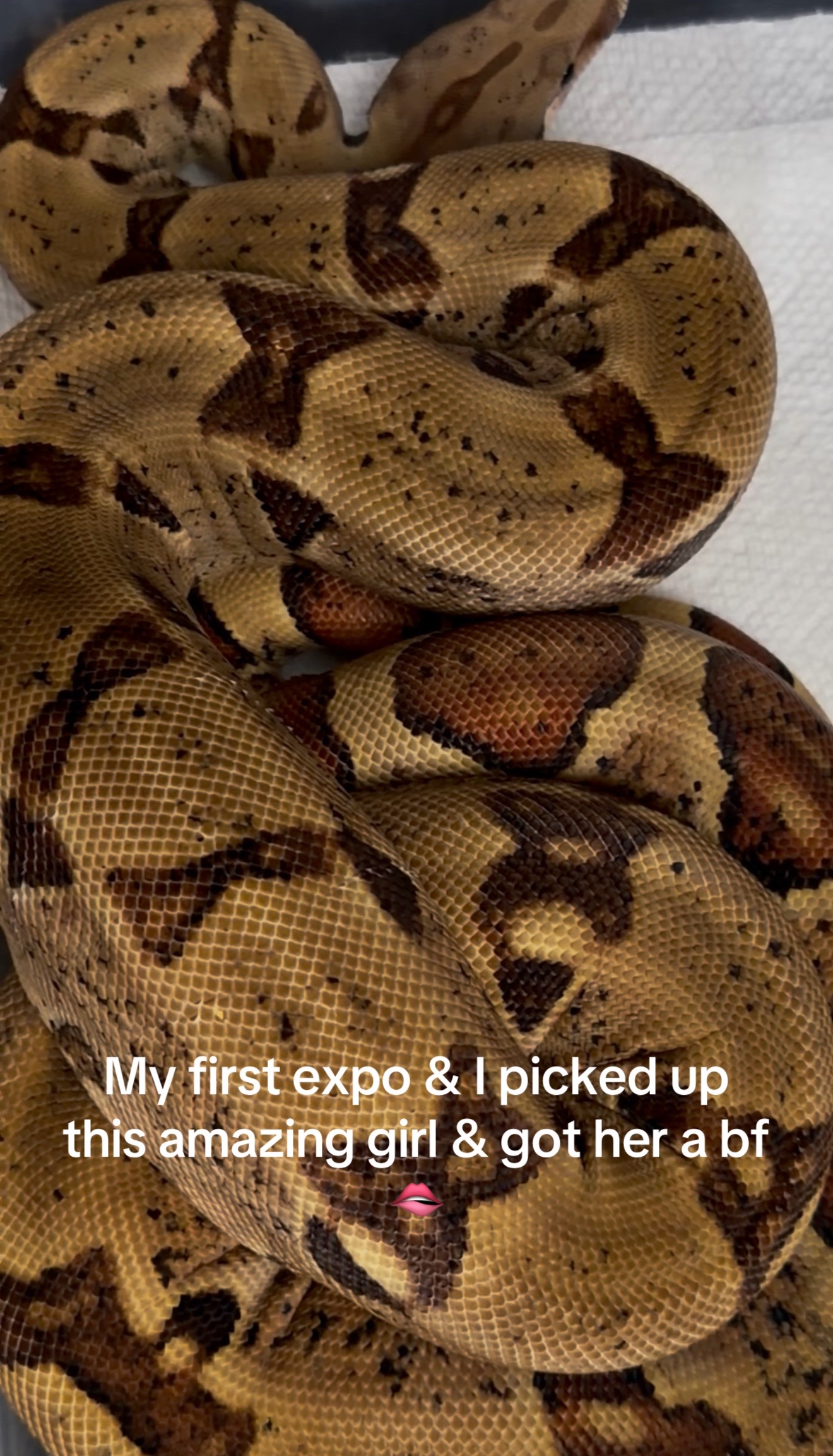 @𝓣𝓻𝓮𝓷𝓽𝓸𝓷