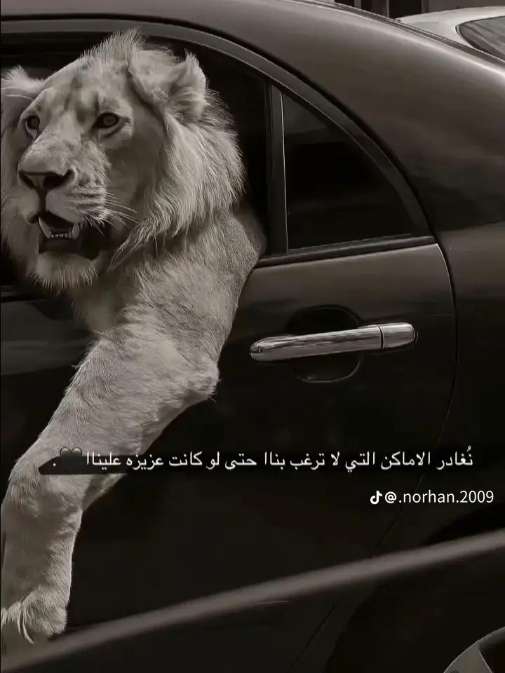 @ود تريبوي المحمودي