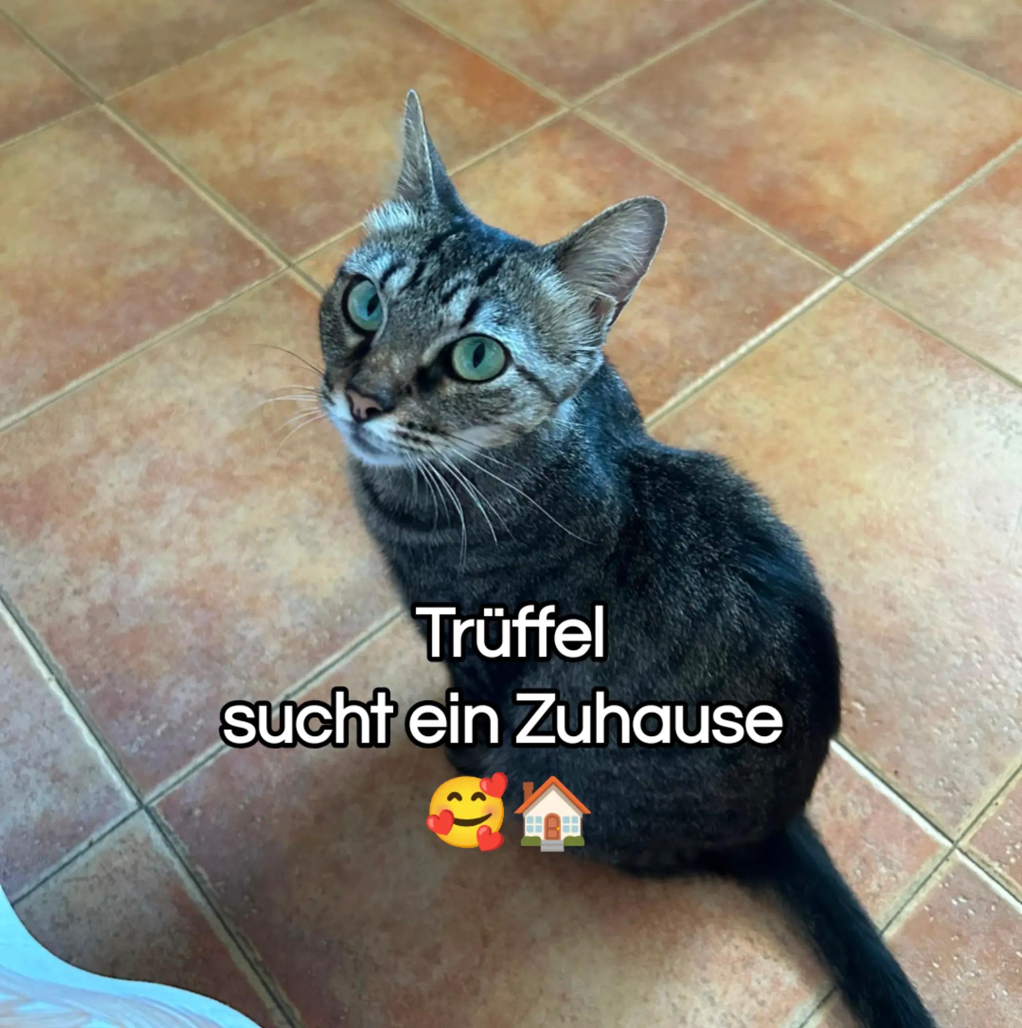 @Katzenblicke e.V.