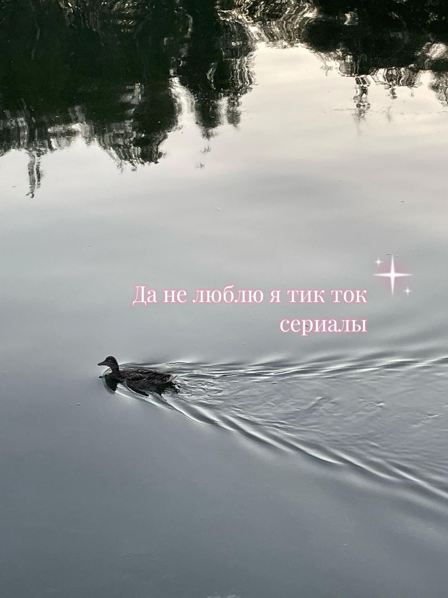 @🦢