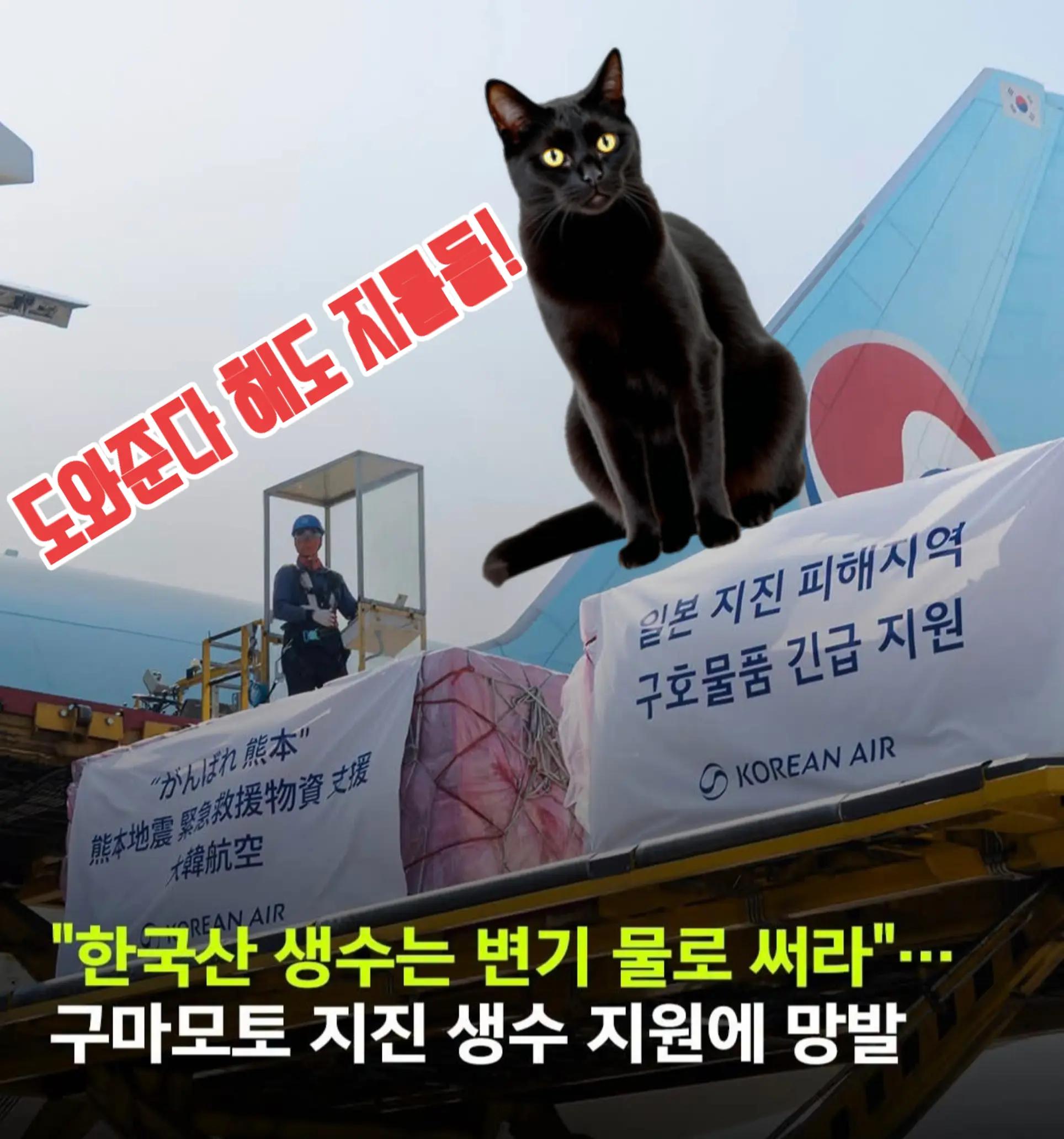 @🌺시라소니[본]🌺