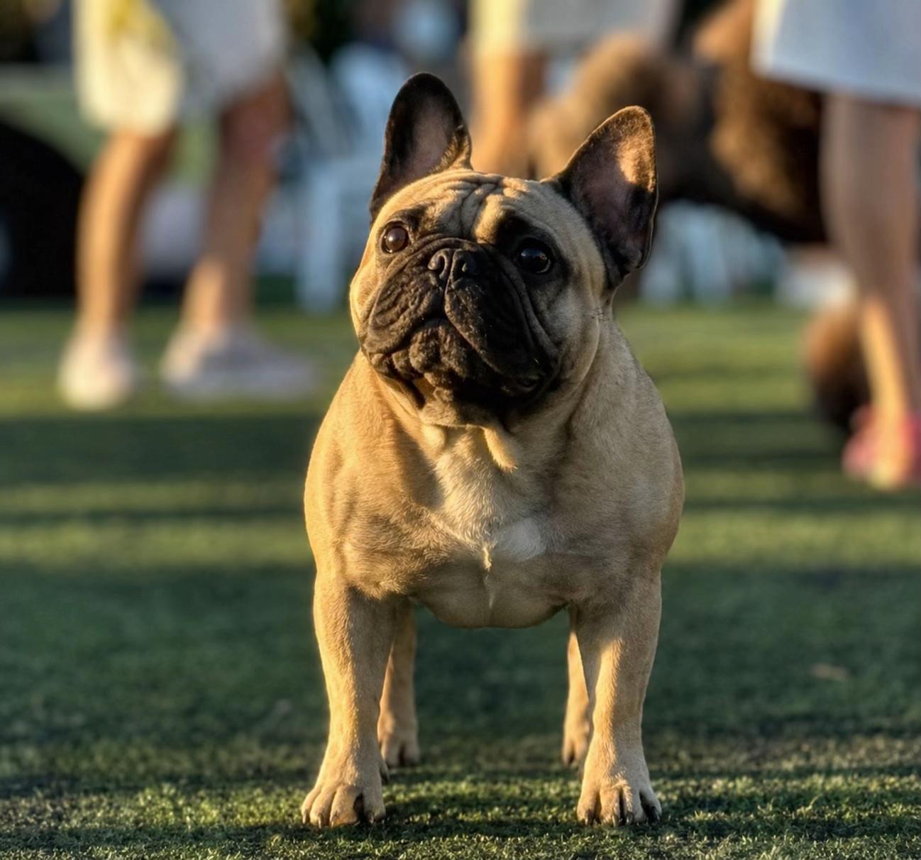 @Bosphorus Bulls French Bulldog