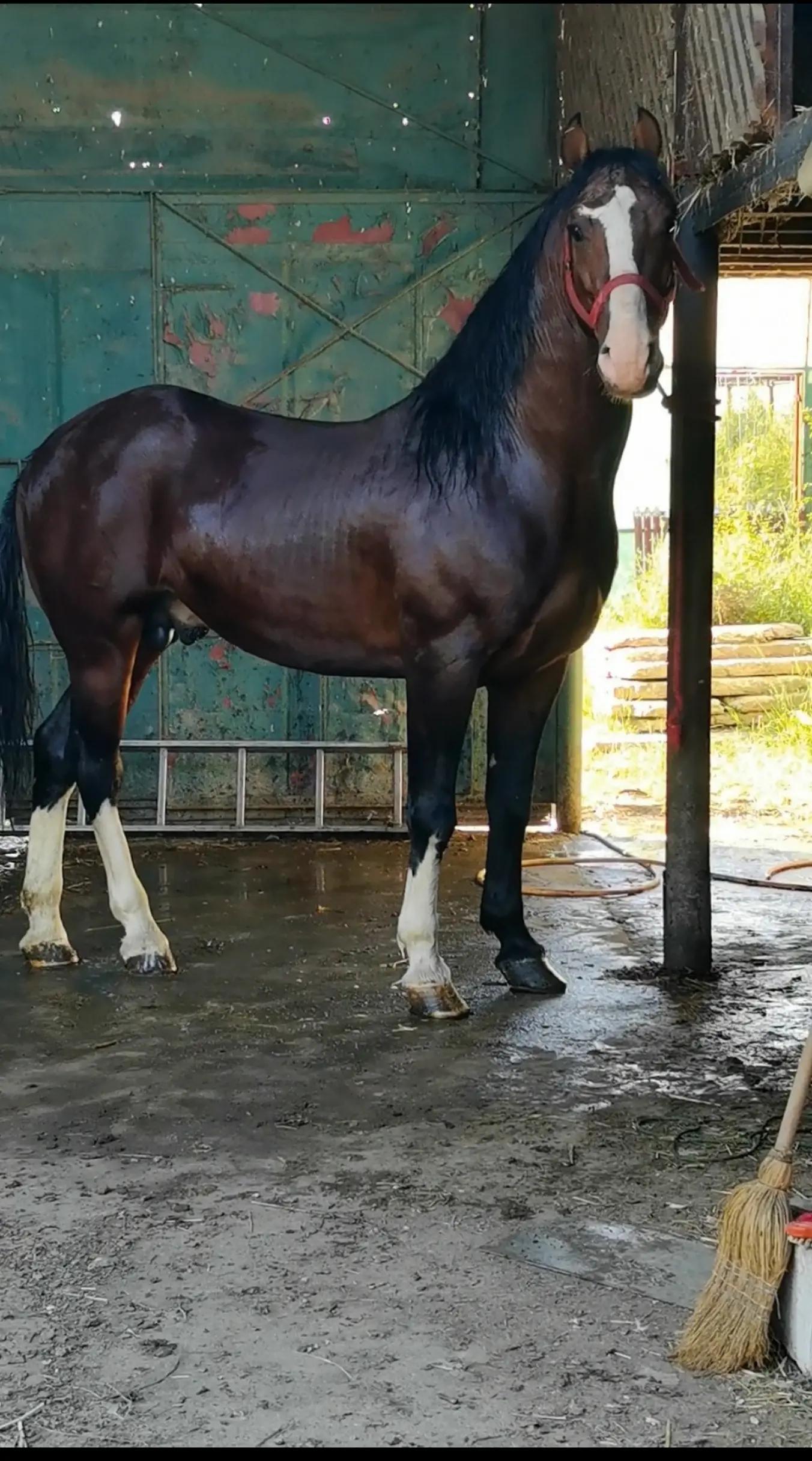 @Jady🐴