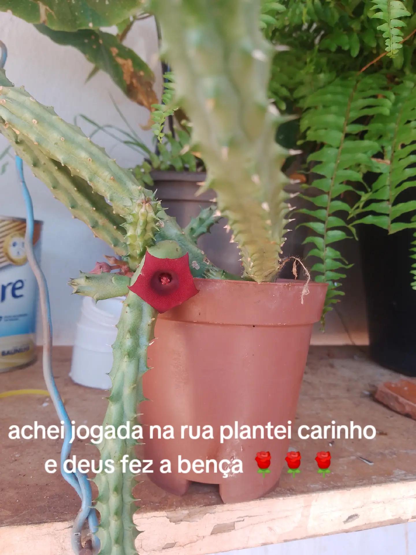 @Edna Maria