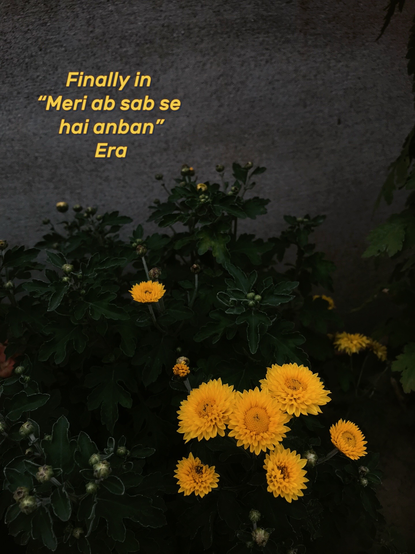 @꧁༺𝓐𝓶𝓫𝓮𝓻༻꧂