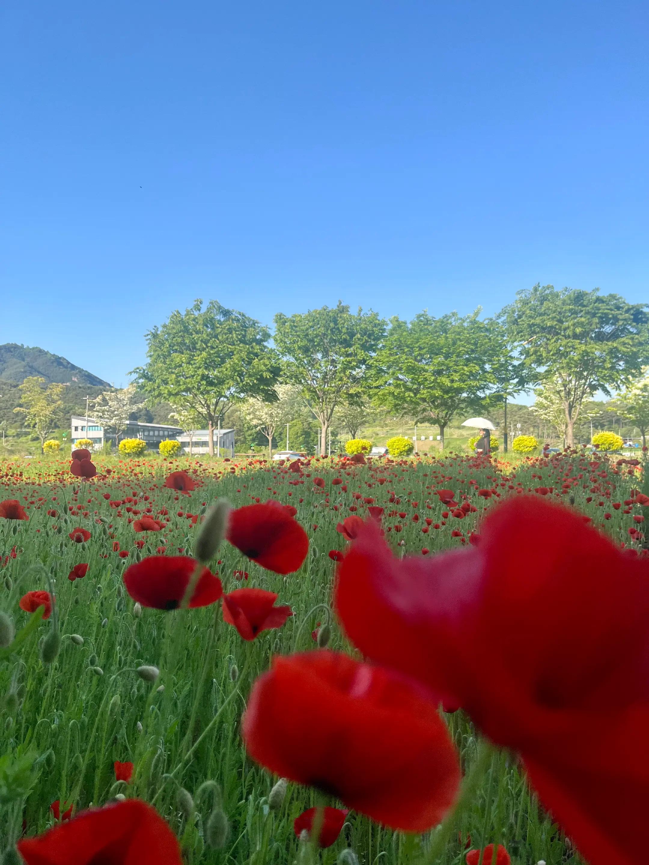 @백조 ~고상하고 우아하게 살자 ❤️ (김교흠)