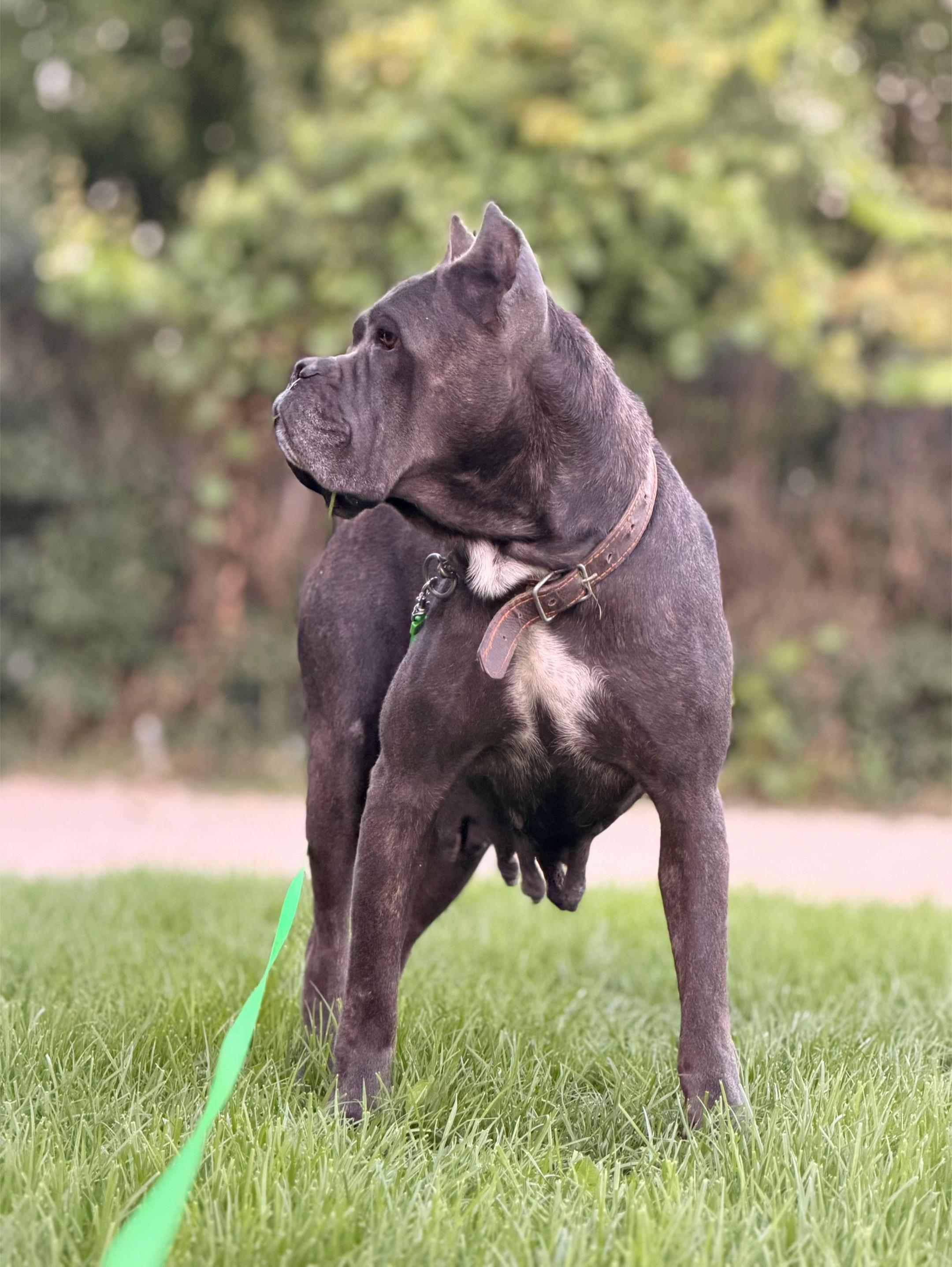 @NeroCaneCorsoKennel