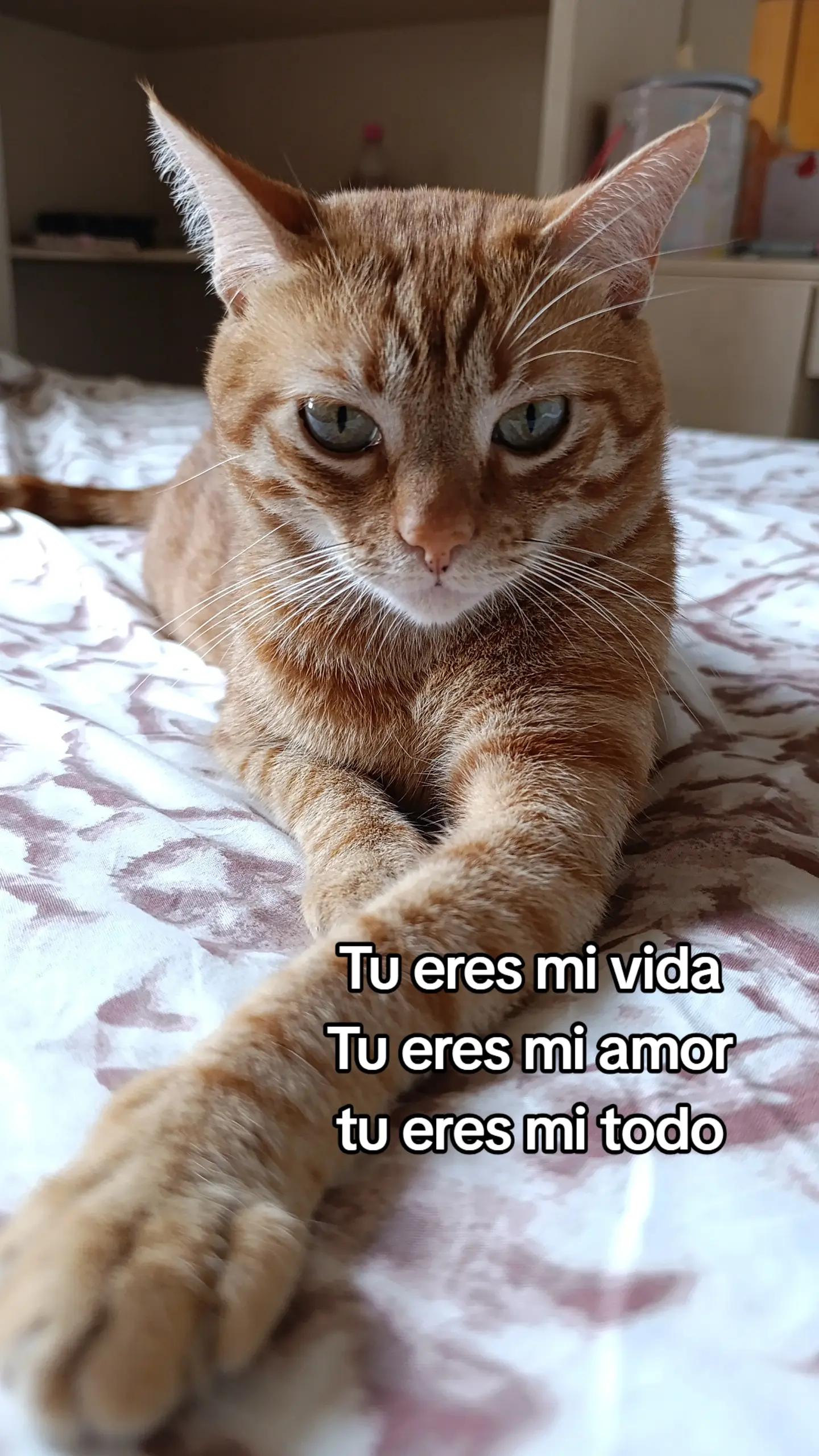 @Francis yahondy