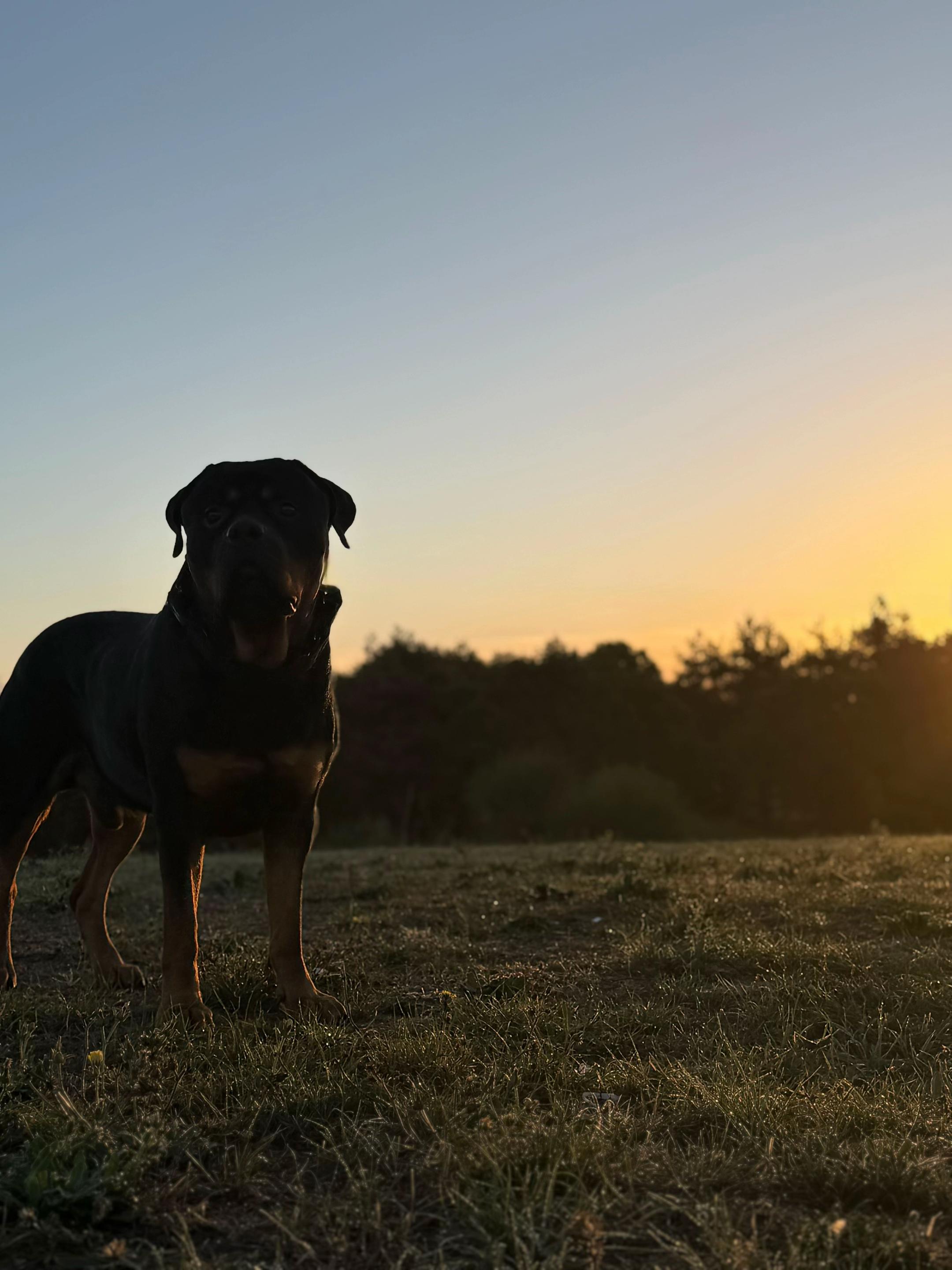 @Nyla Bo Rottweiler