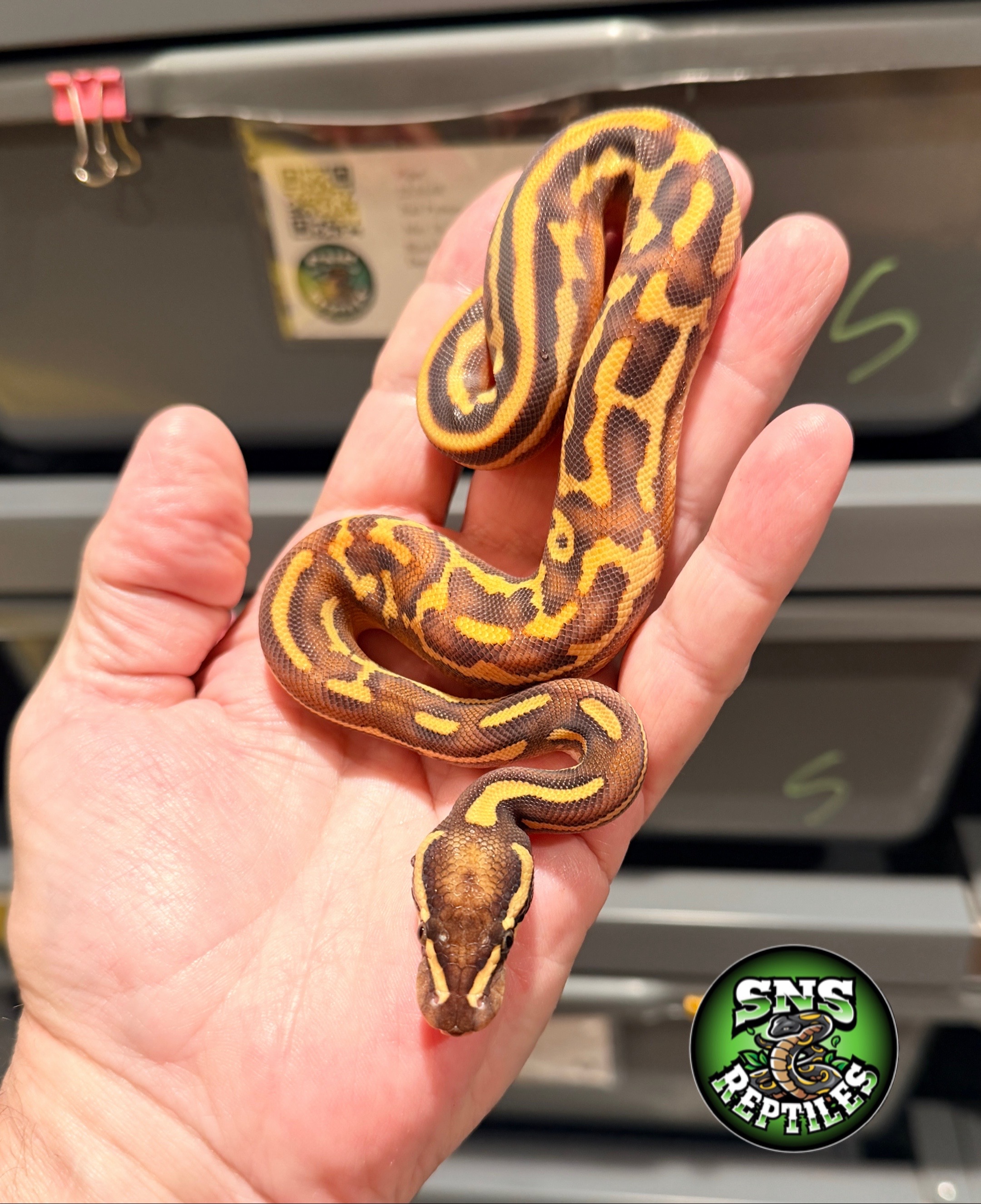 @SNS Reptiles