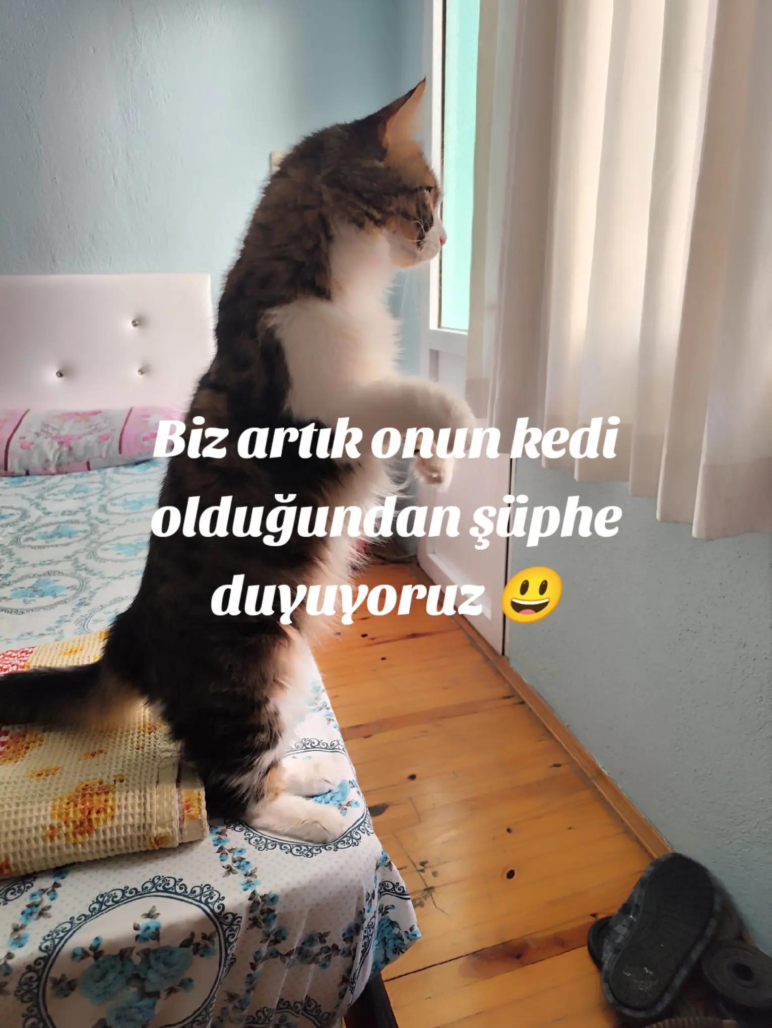 @Mehmet