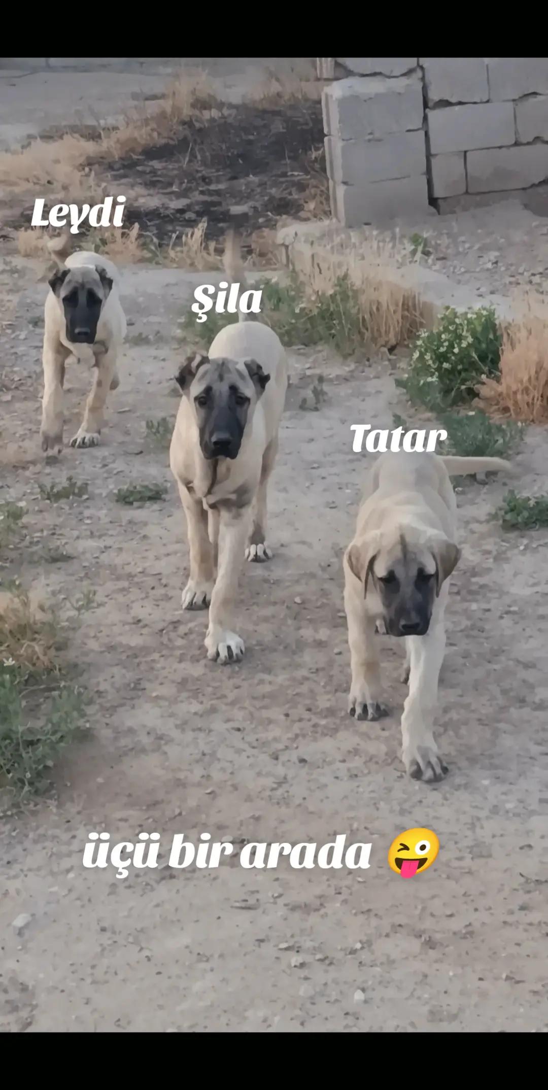 @Tekin Ersöz