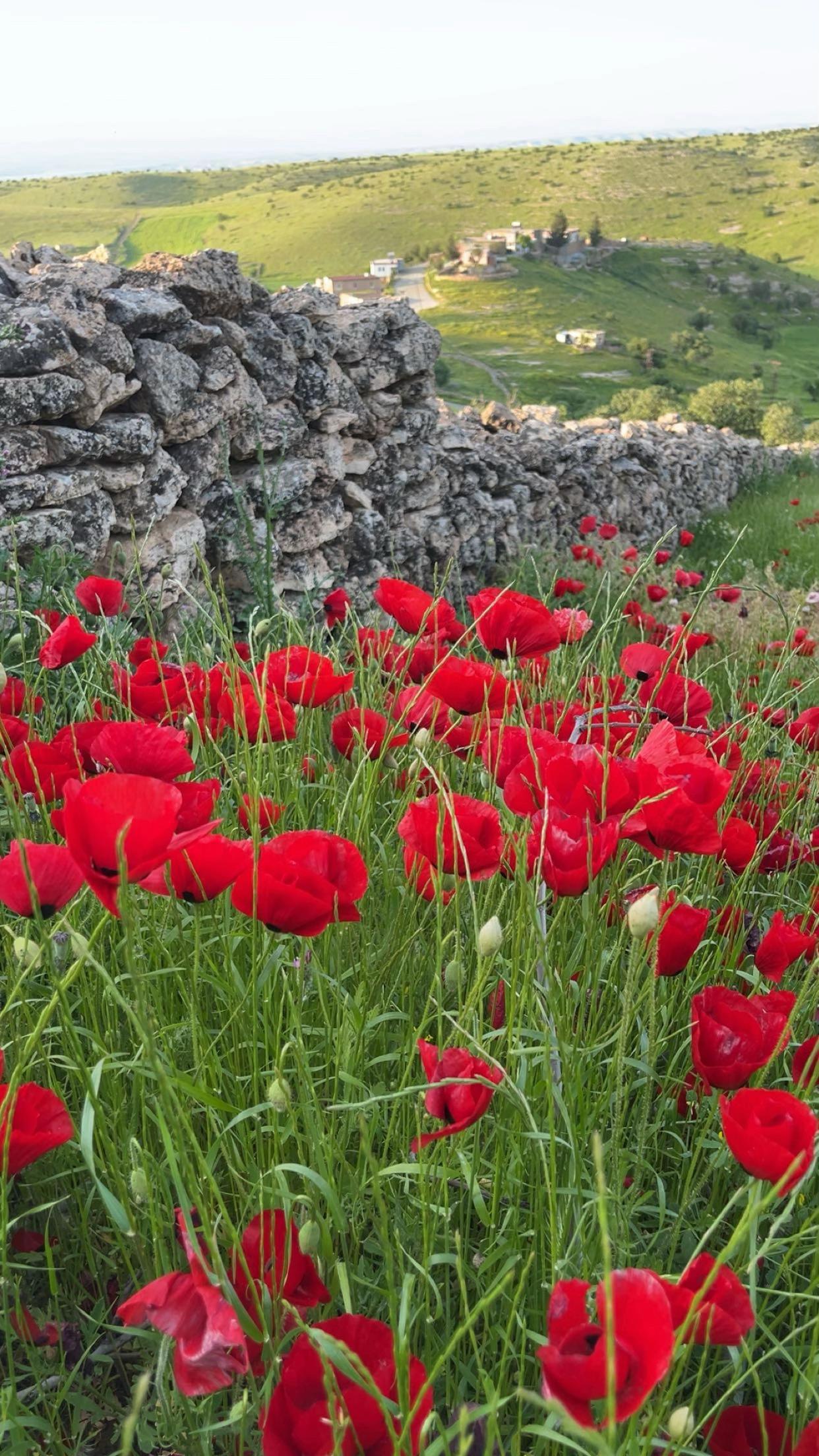 @ahmet_avc_47