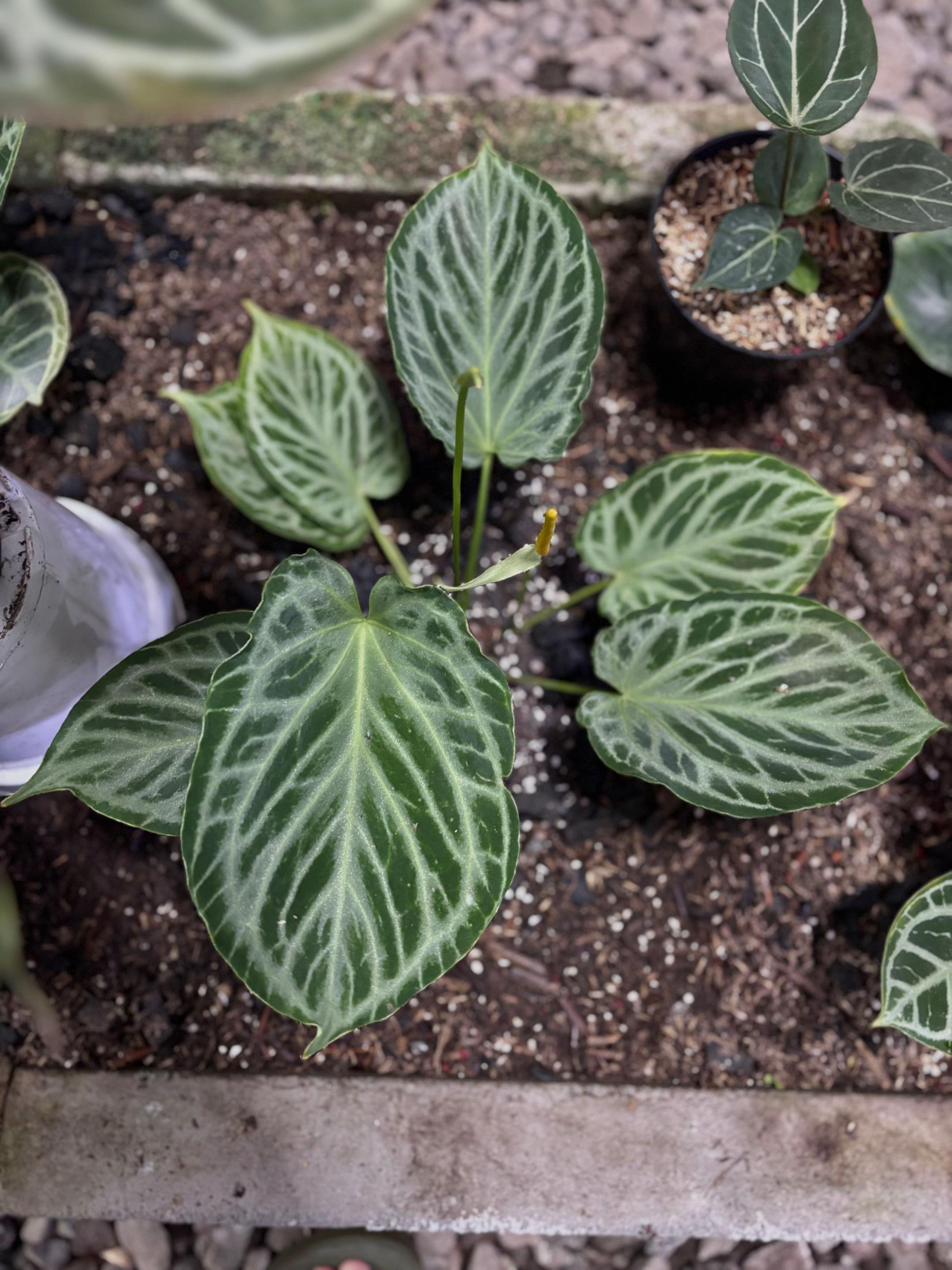 @Wildan Plantshop