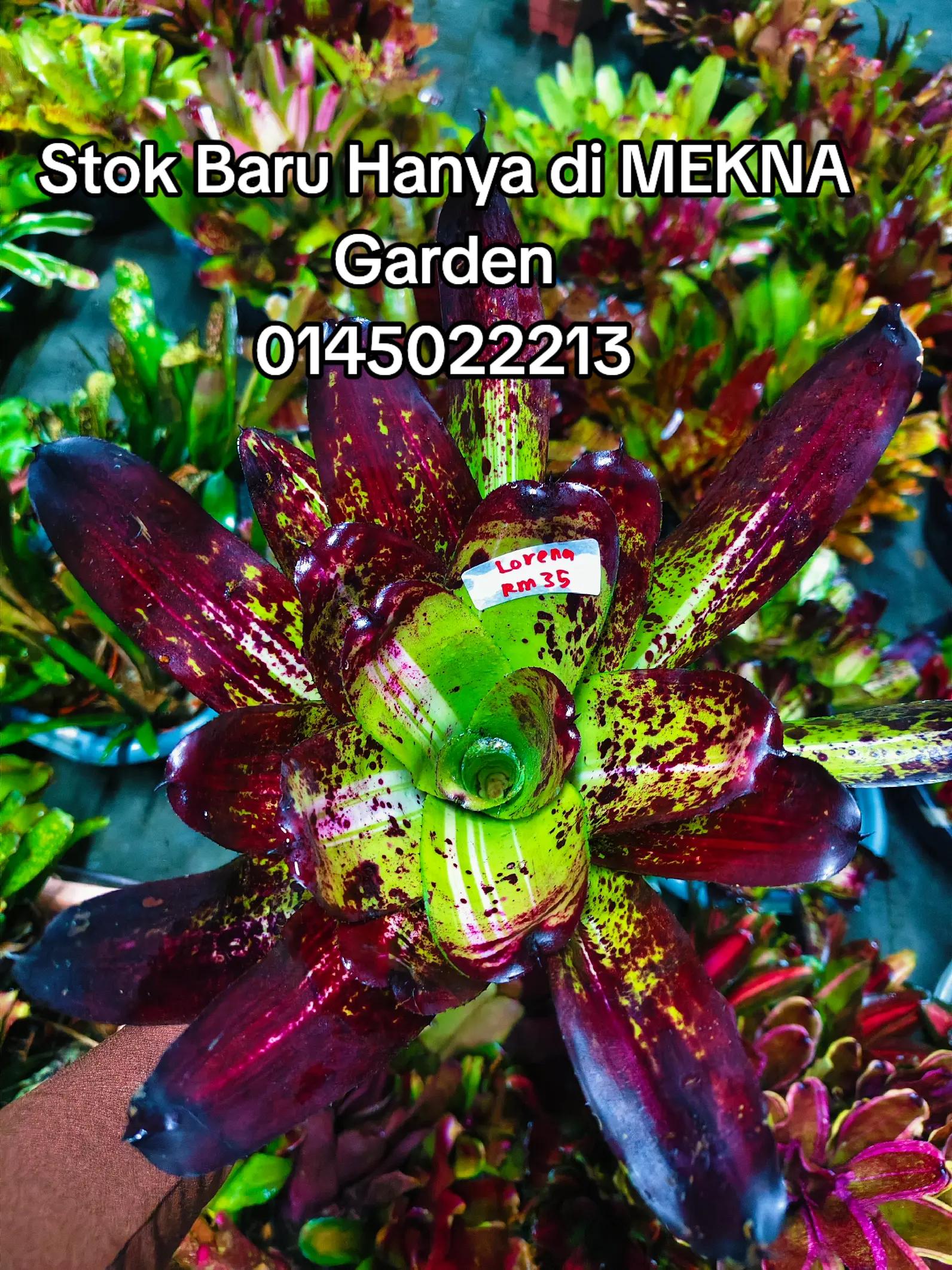 @MEKNA Garden
