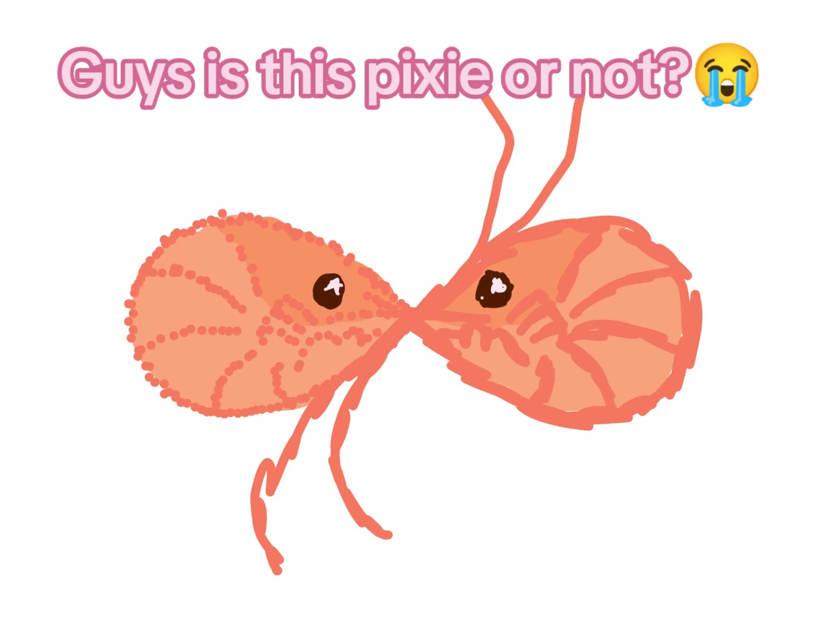 @๐๐ต๐ฒ๐ฌ๐ฎ